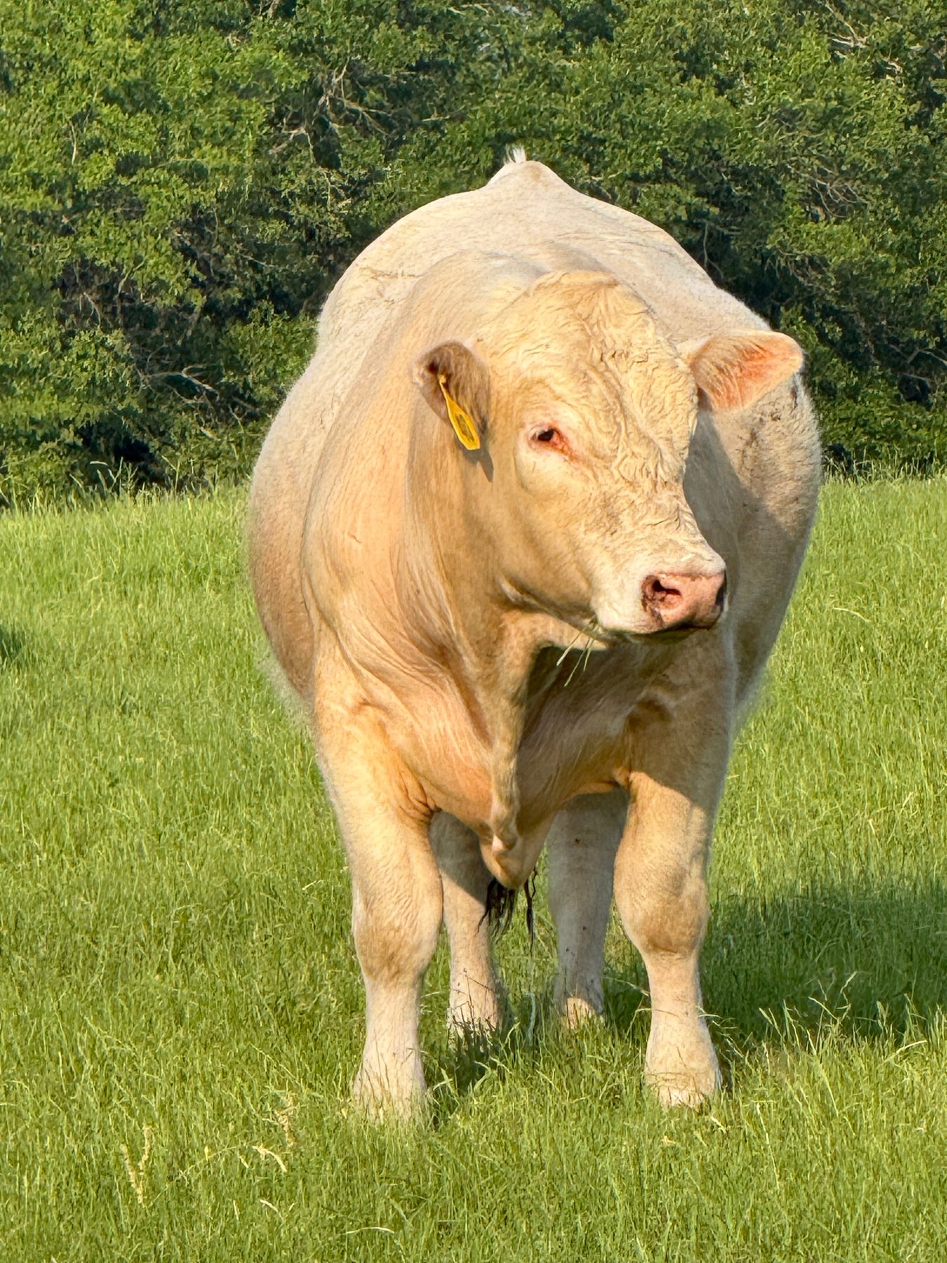 Registered Charolais bull Bubba