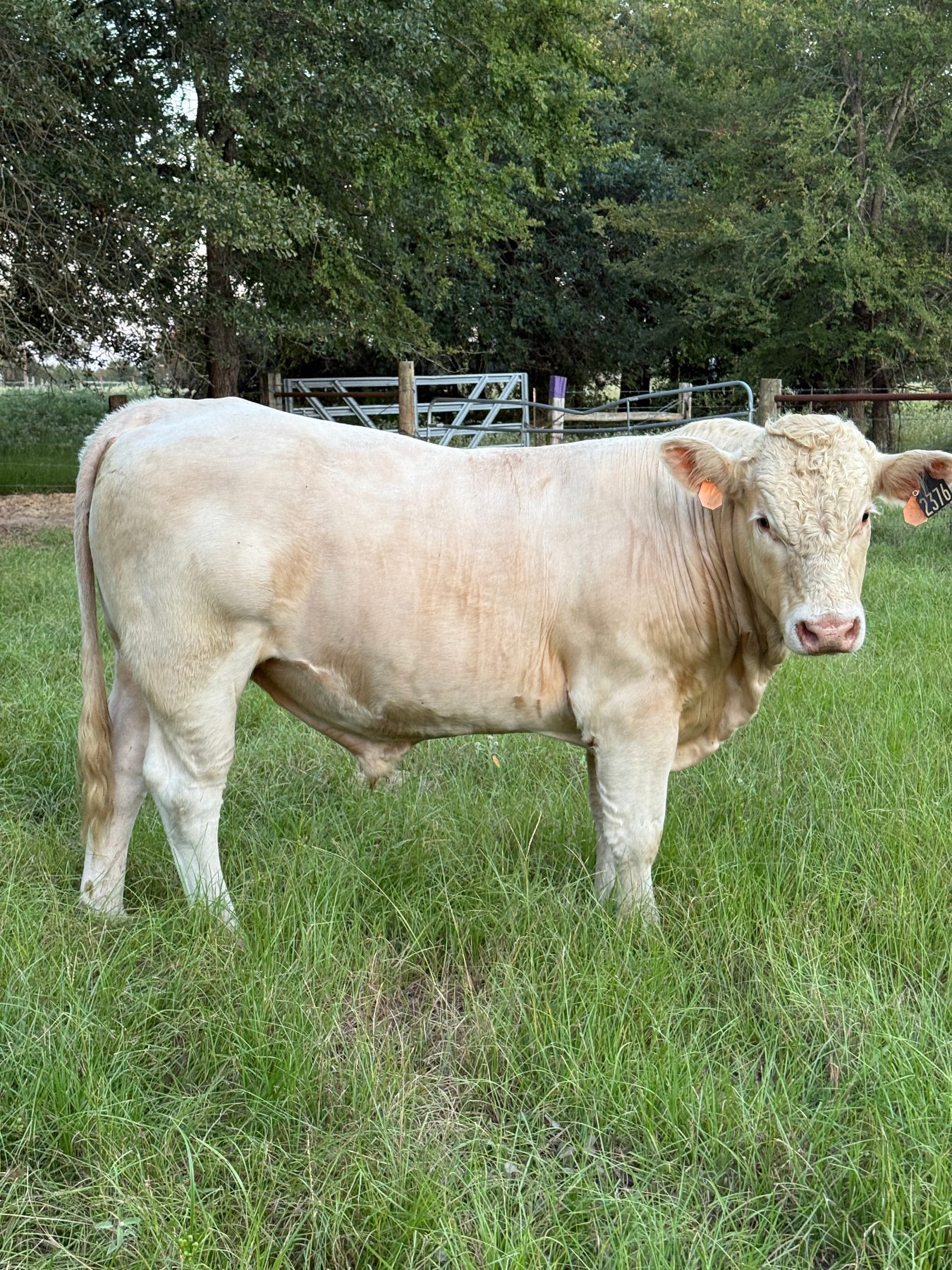 Bull Tango at golden hour