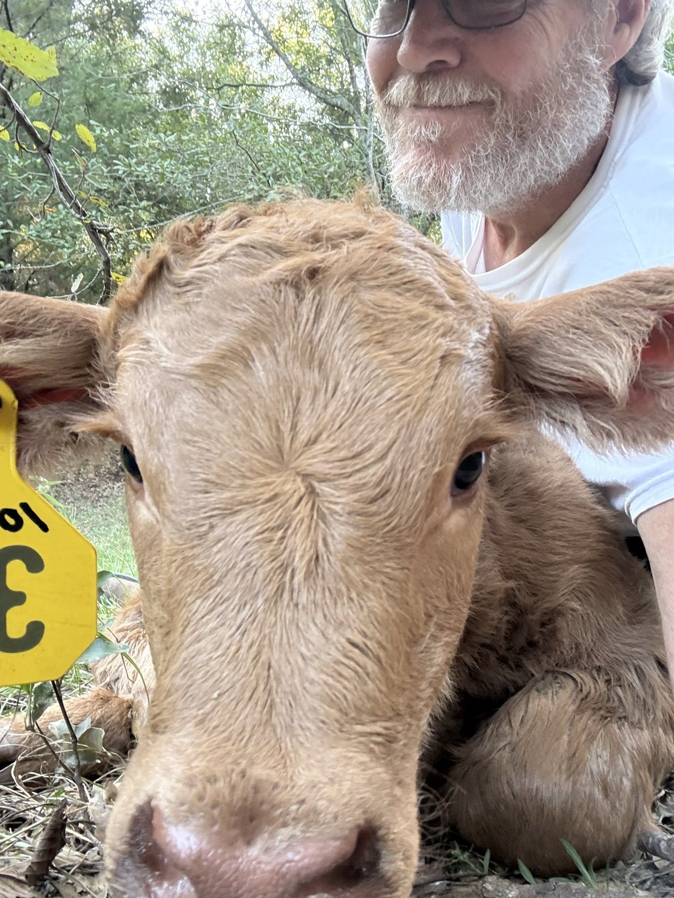Robert Sharpe with a newly tagged calf