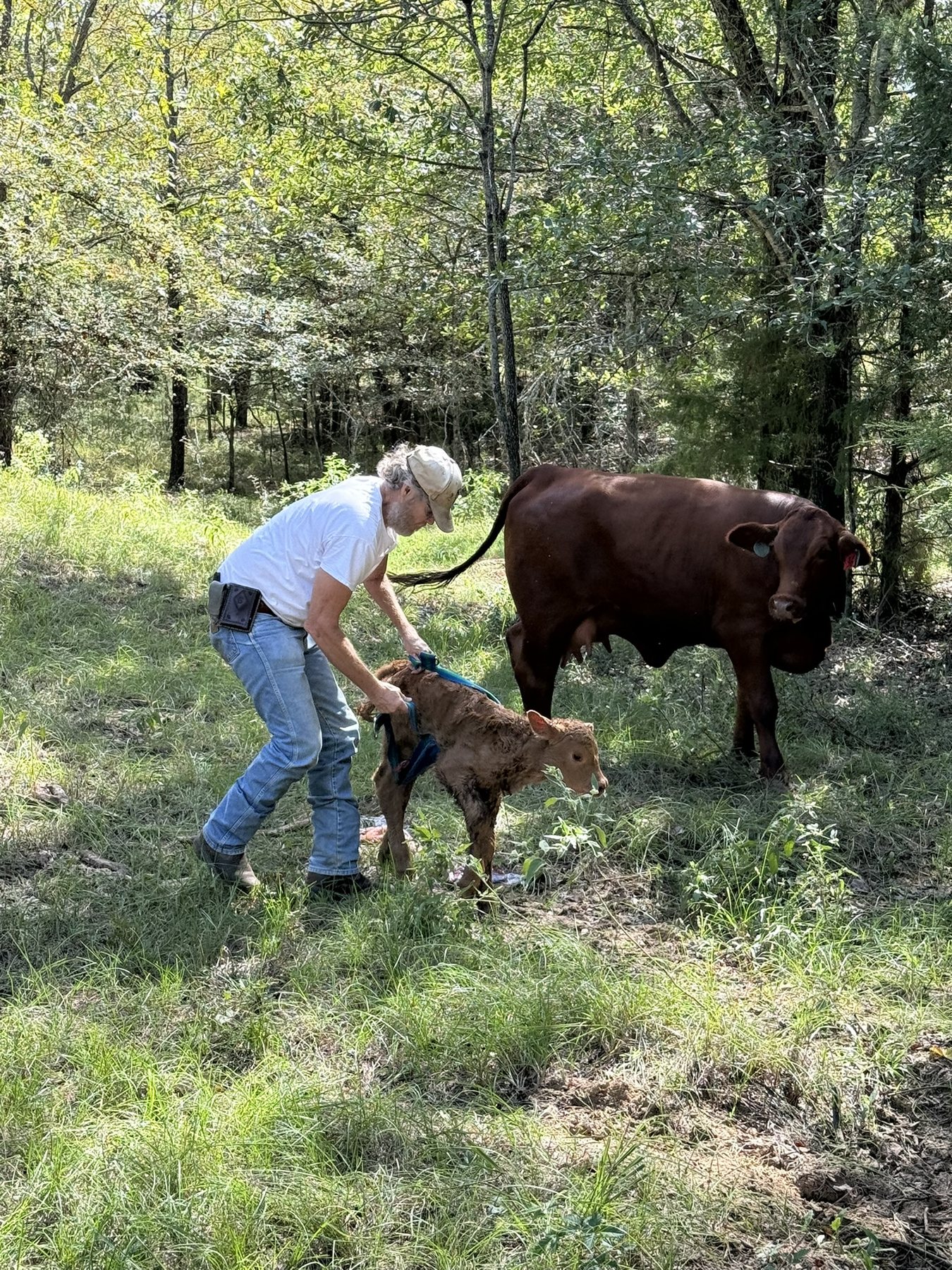 Tagging a newborn calf while its mother watches