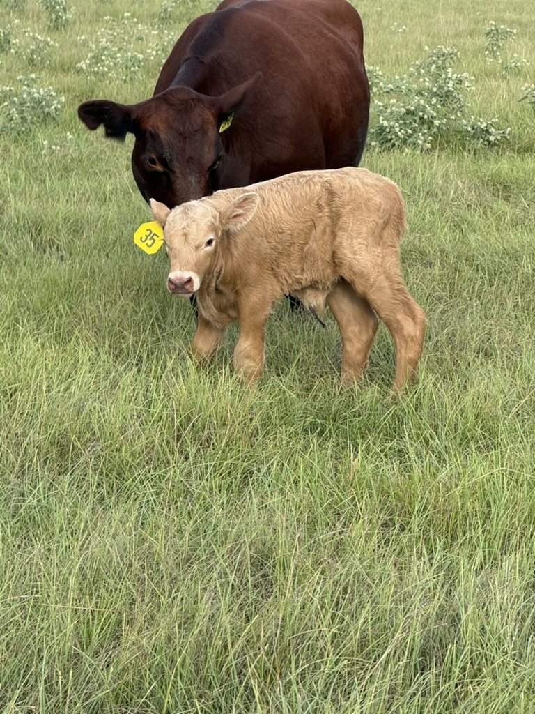 Cow with her calf in tall grass