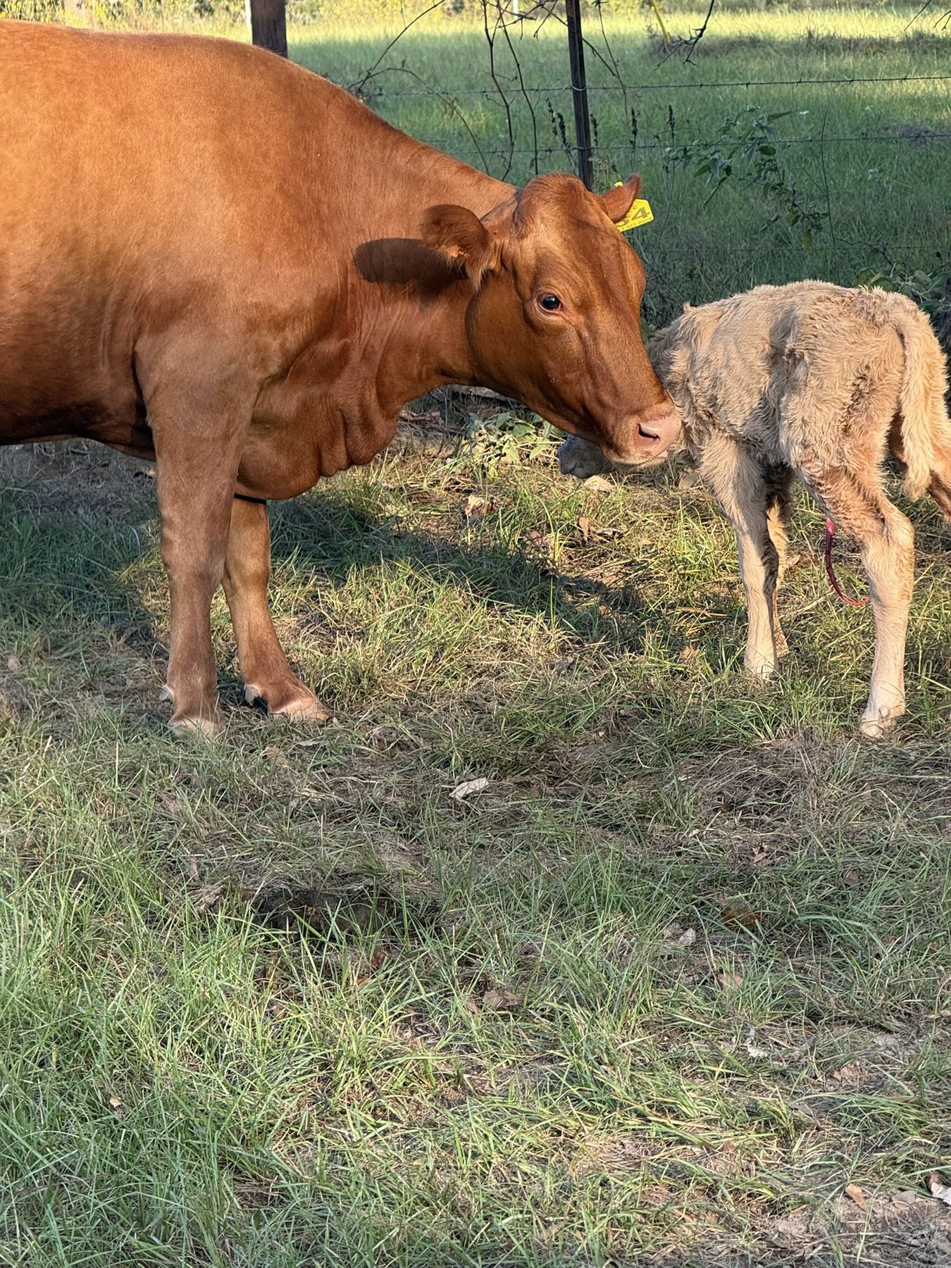 Red cow with her newborn calf