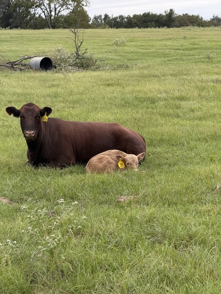 Cow and calf lying together in the pasture