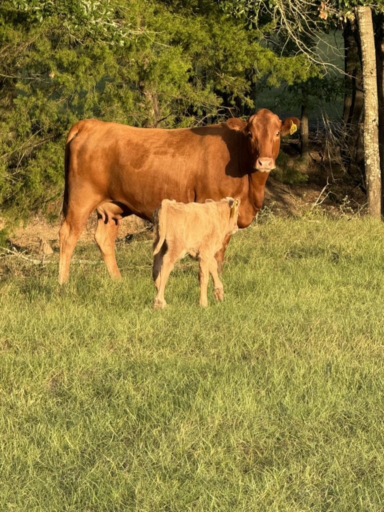 Red cow and her calf at the edge of the trees