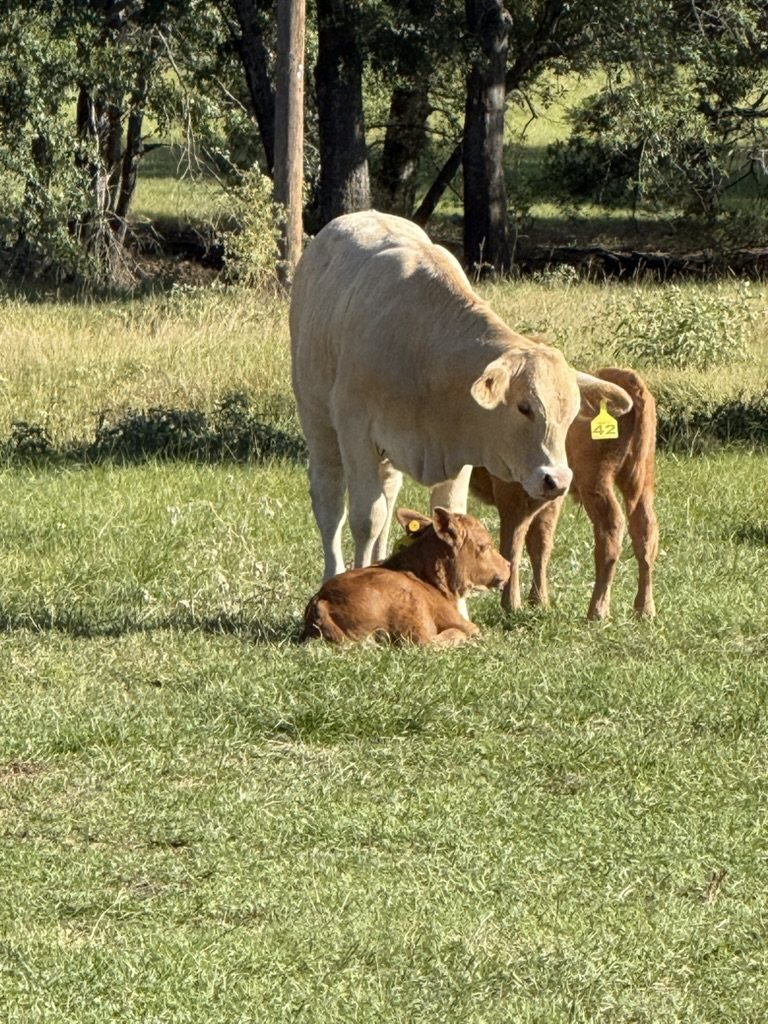 Cream-colored cow with two calves