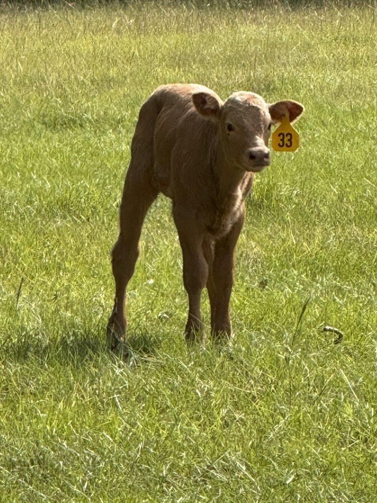 Young calf with a yellow ear tag looking at the camera