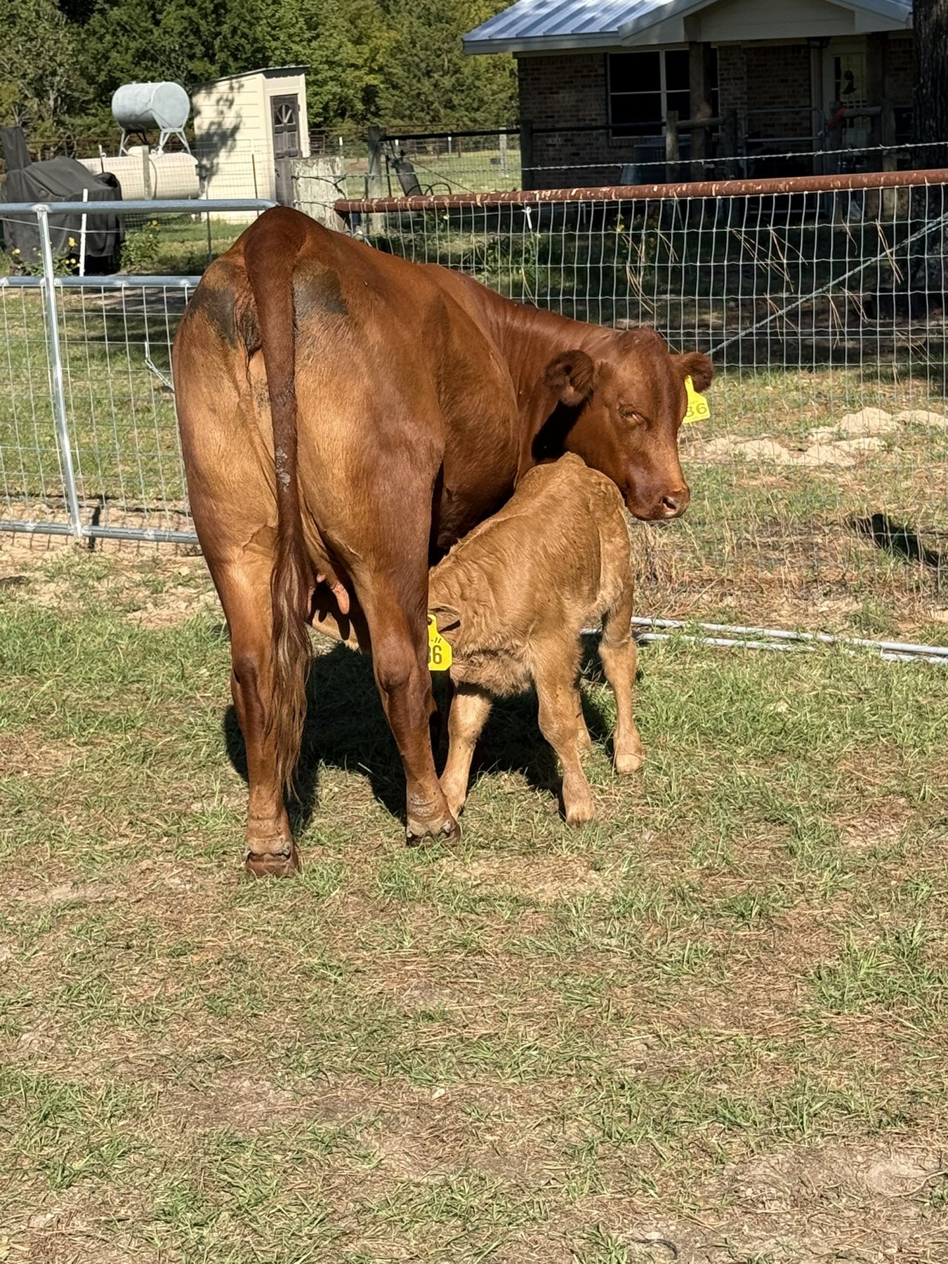 Calf nursing from its red mother
