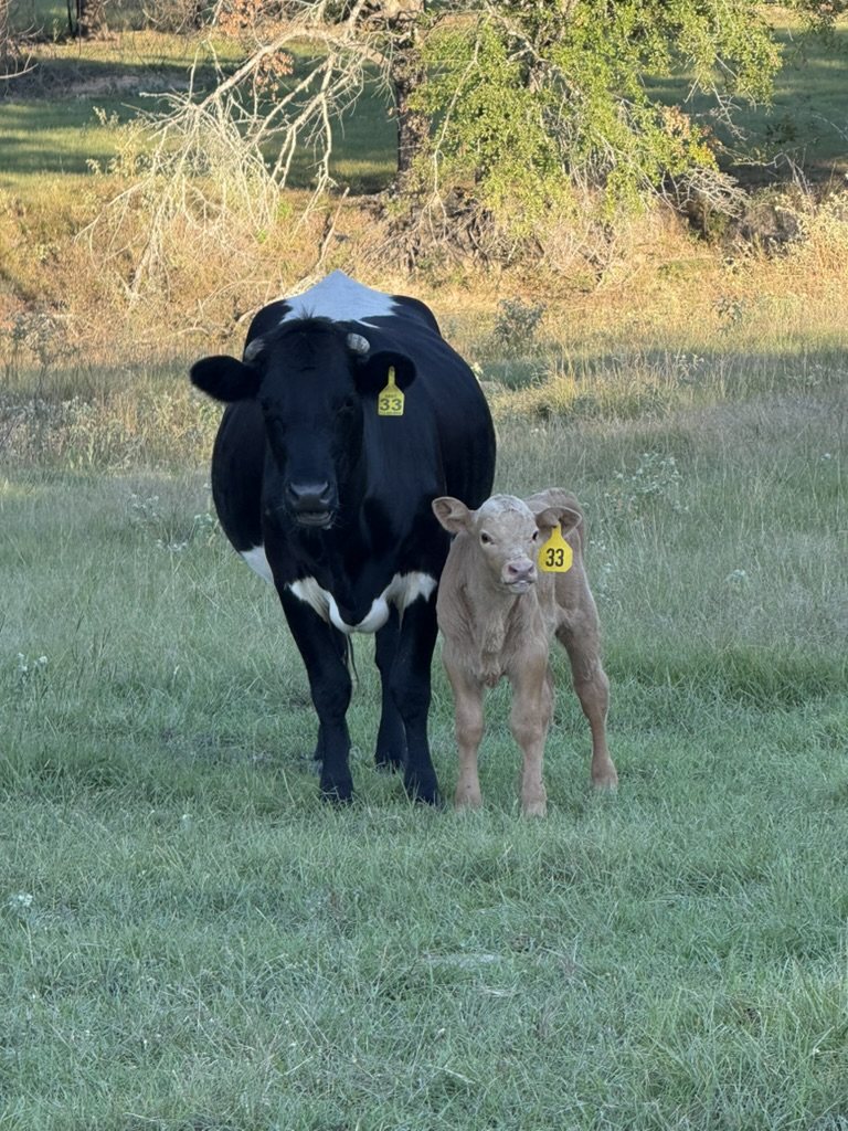 Black and white cow standing with her tagged calf