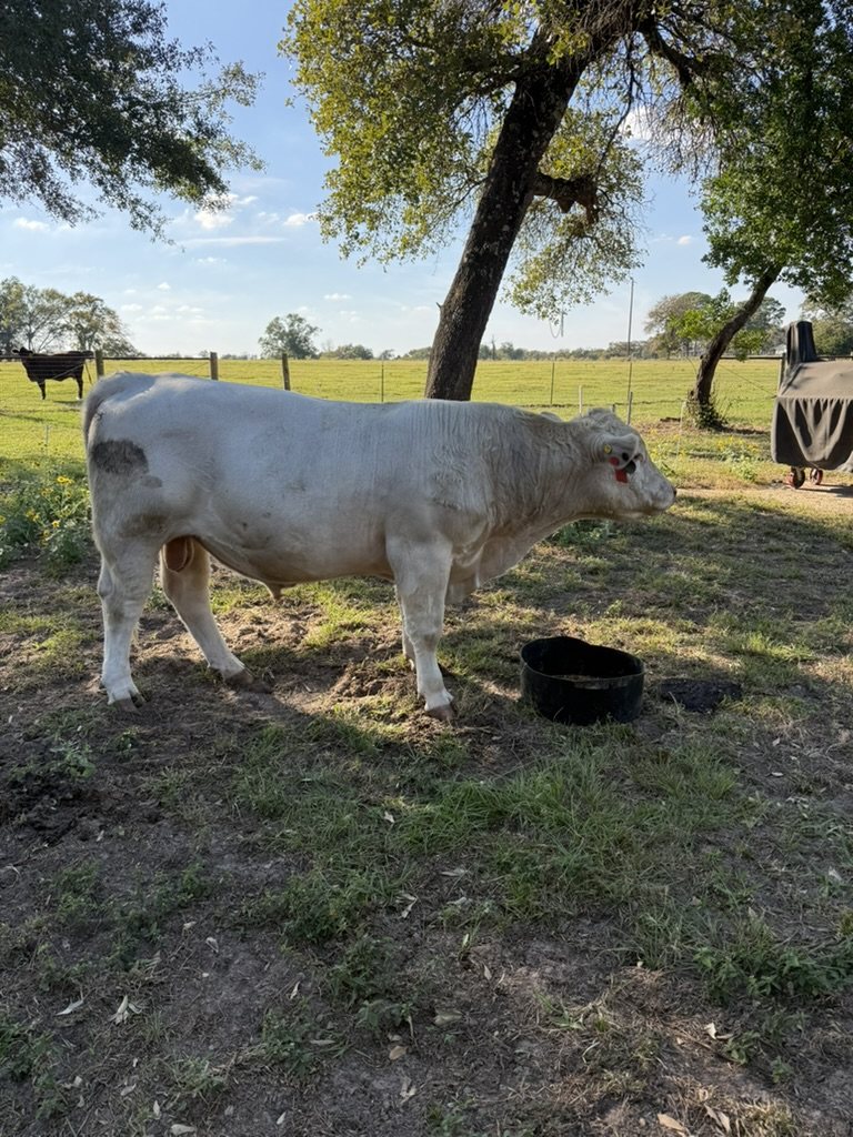 Bull Tango in October 2026