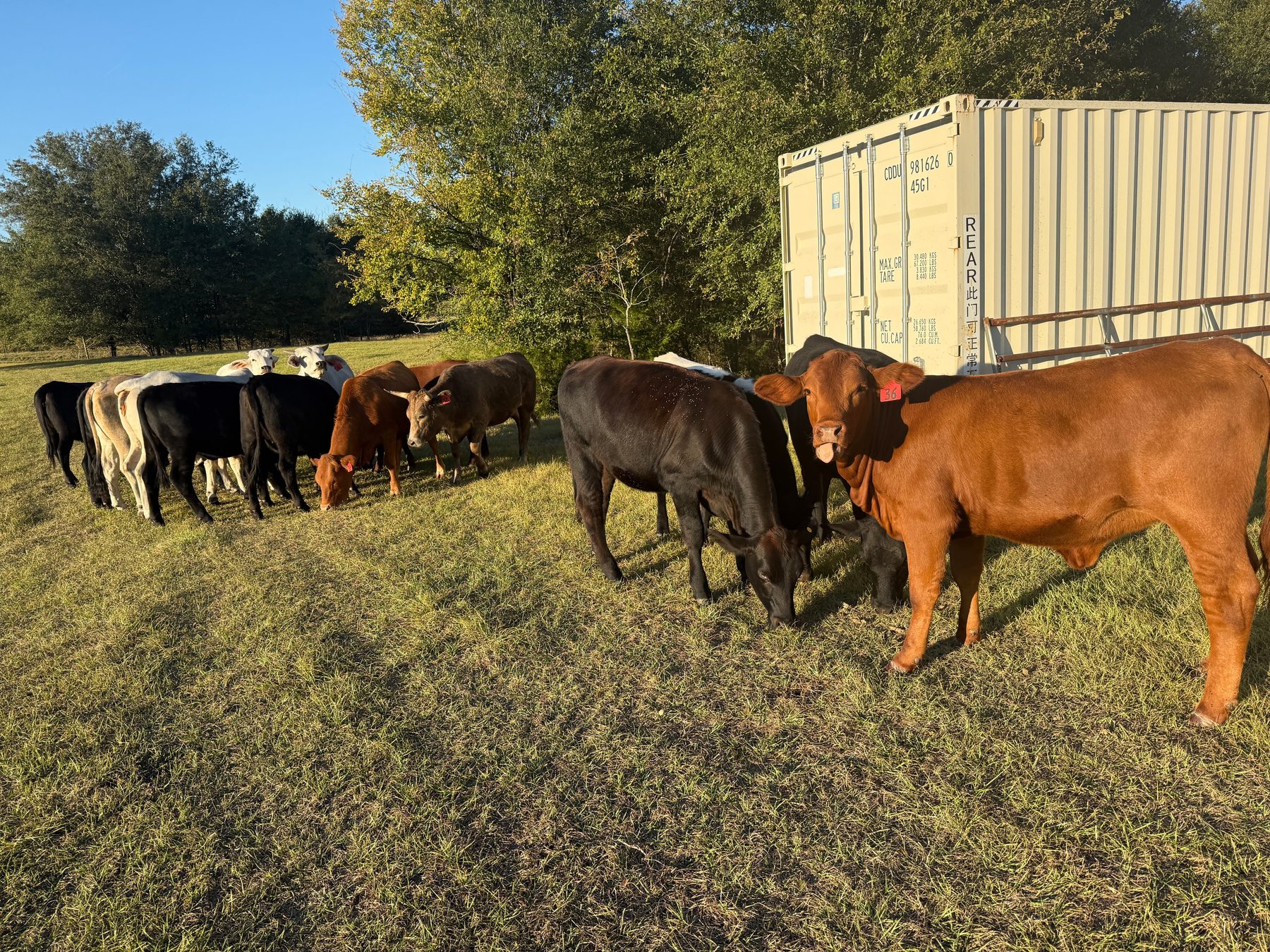 Sharpe Diamond herd at golden hour on Texas pasture