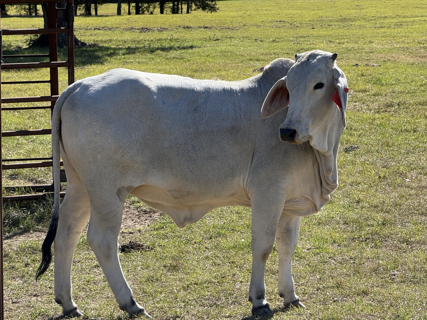Brahman heifer, tag 24, standing by the pens