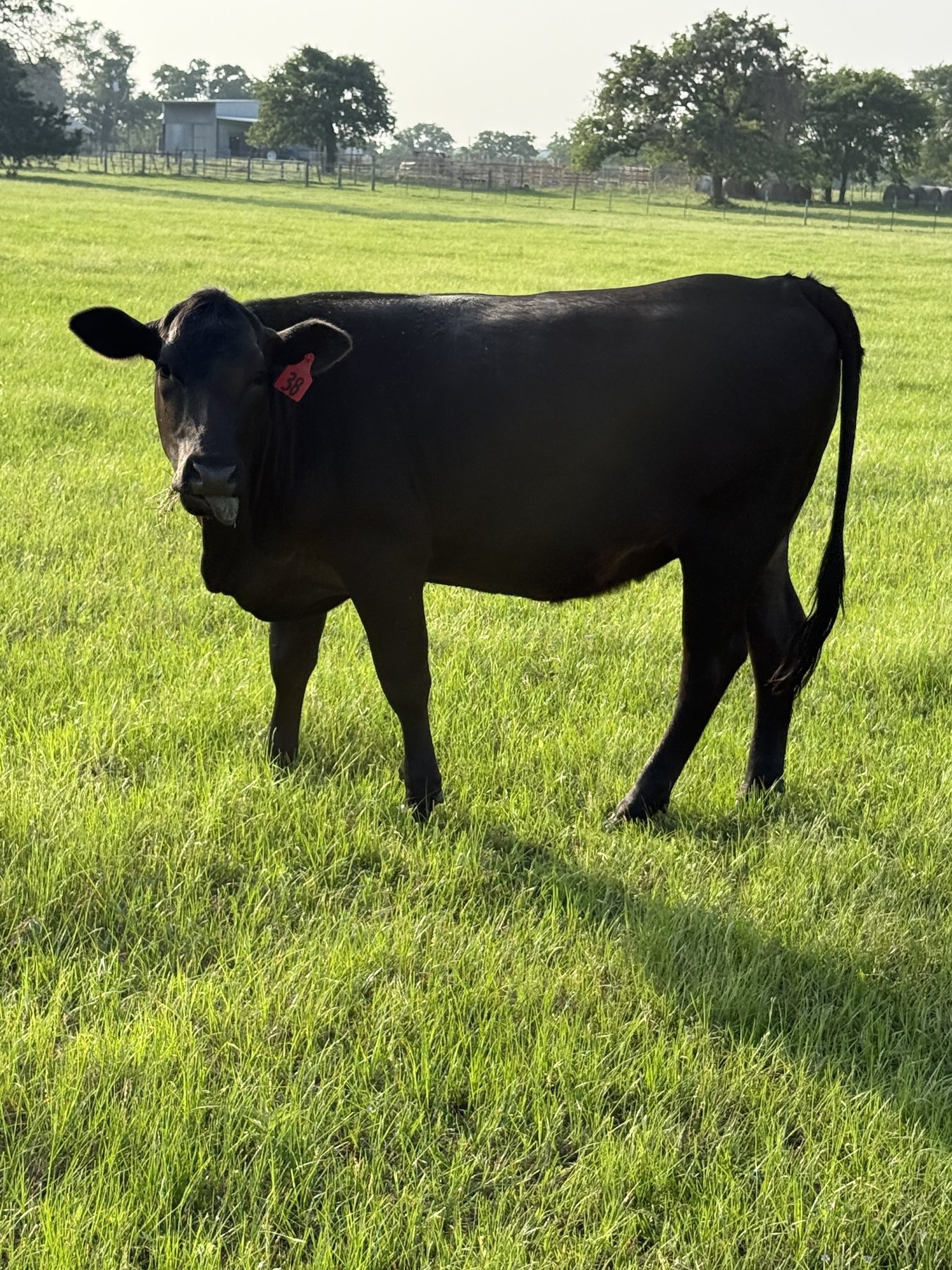 Black cow, tag 38