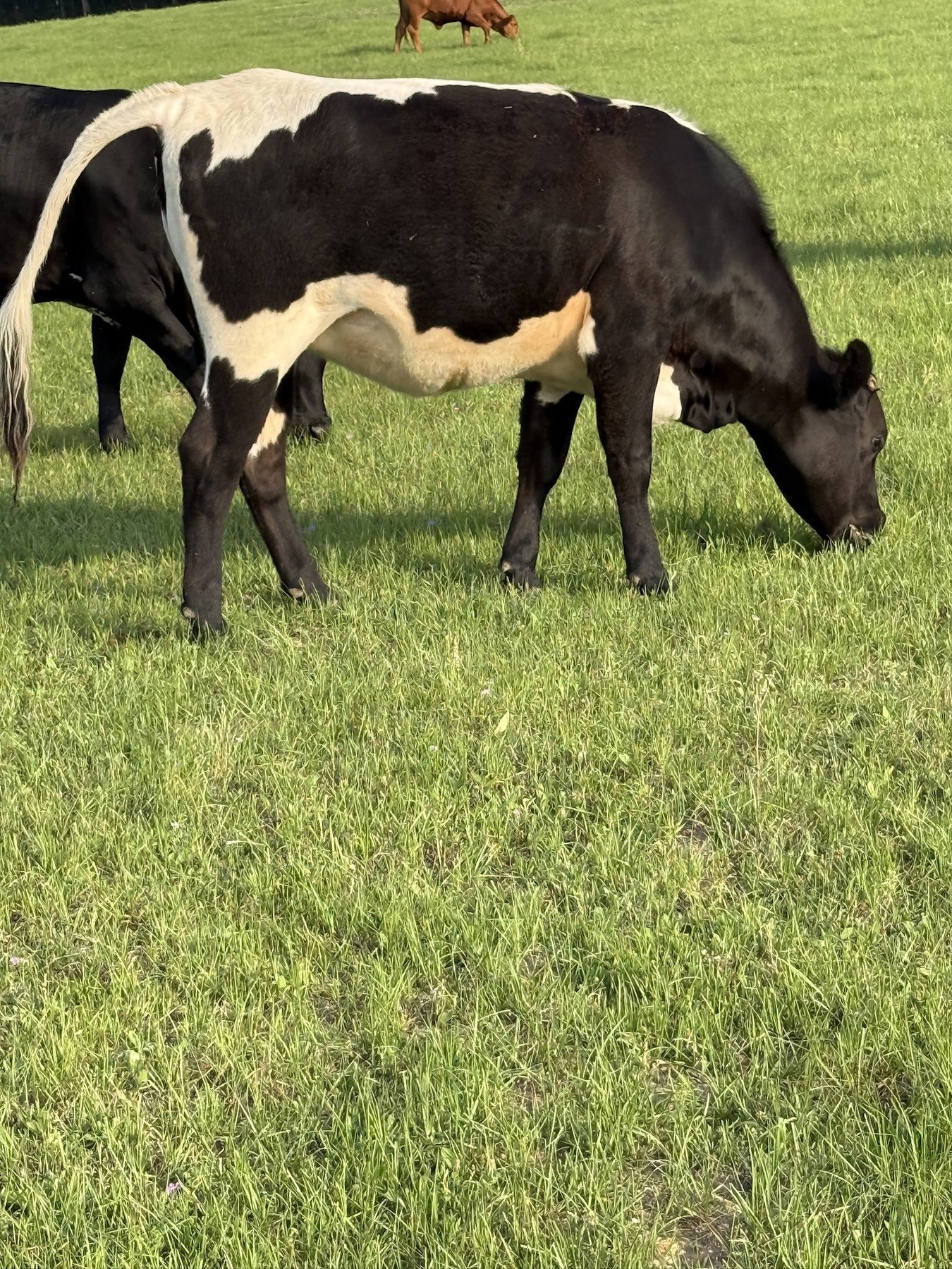 Black and white cow, tag 33, grazing