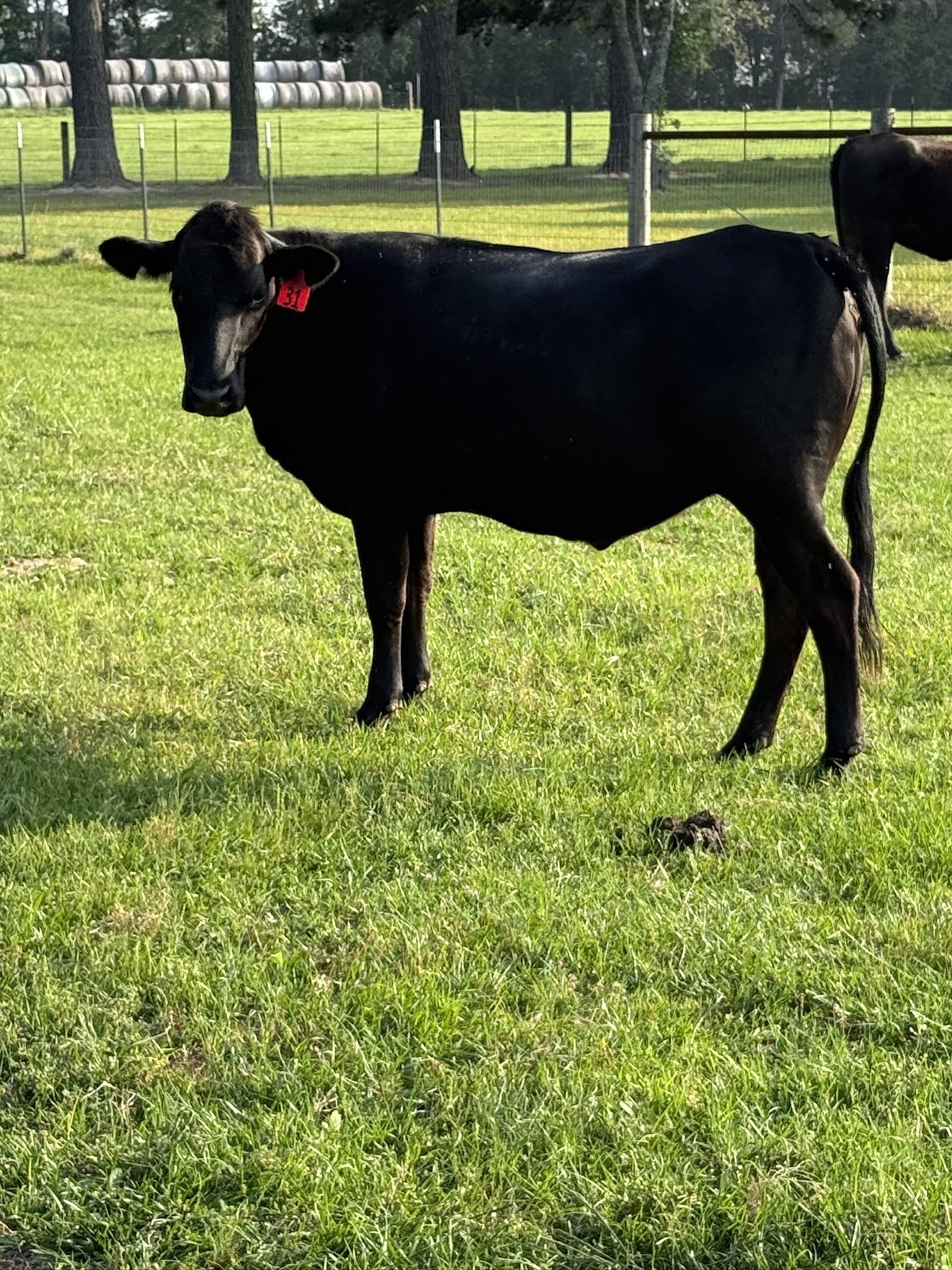 Black heifer, tag 31