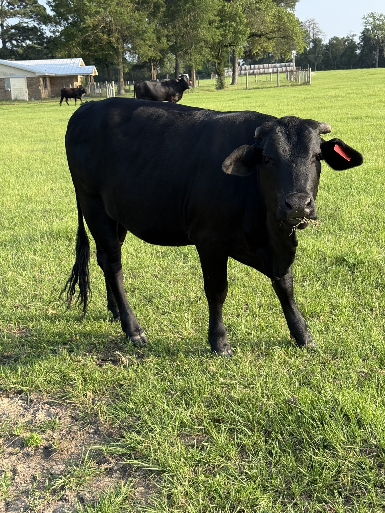 Black cow, tag 29