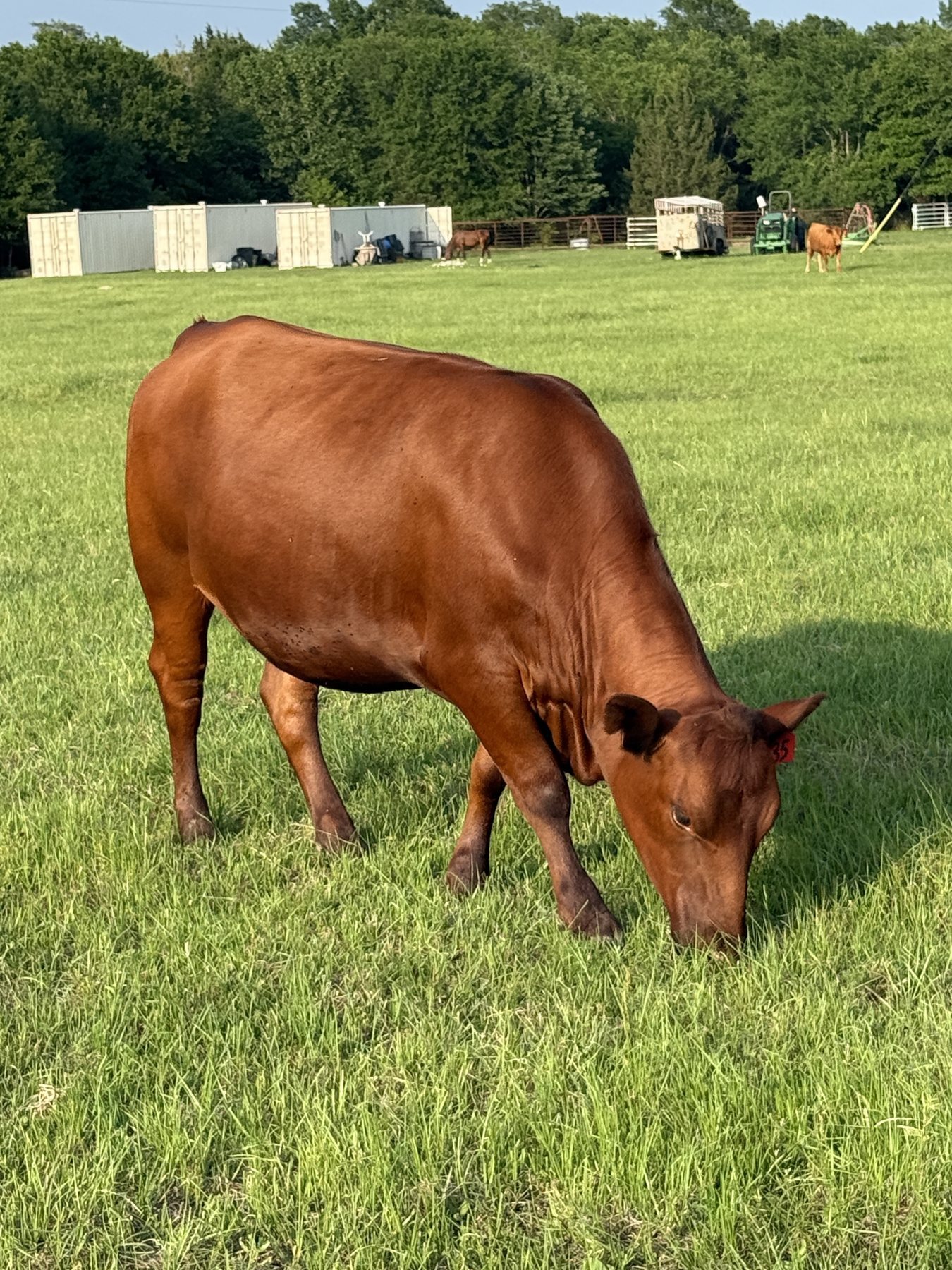 Red cow, tag 35, grazing