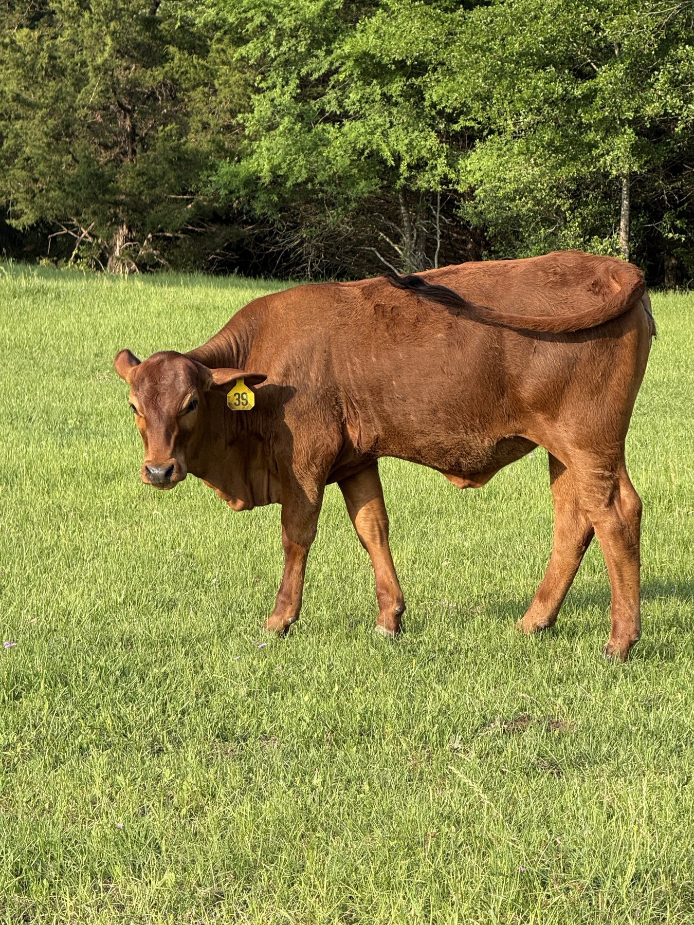 Red heifer, tag 39