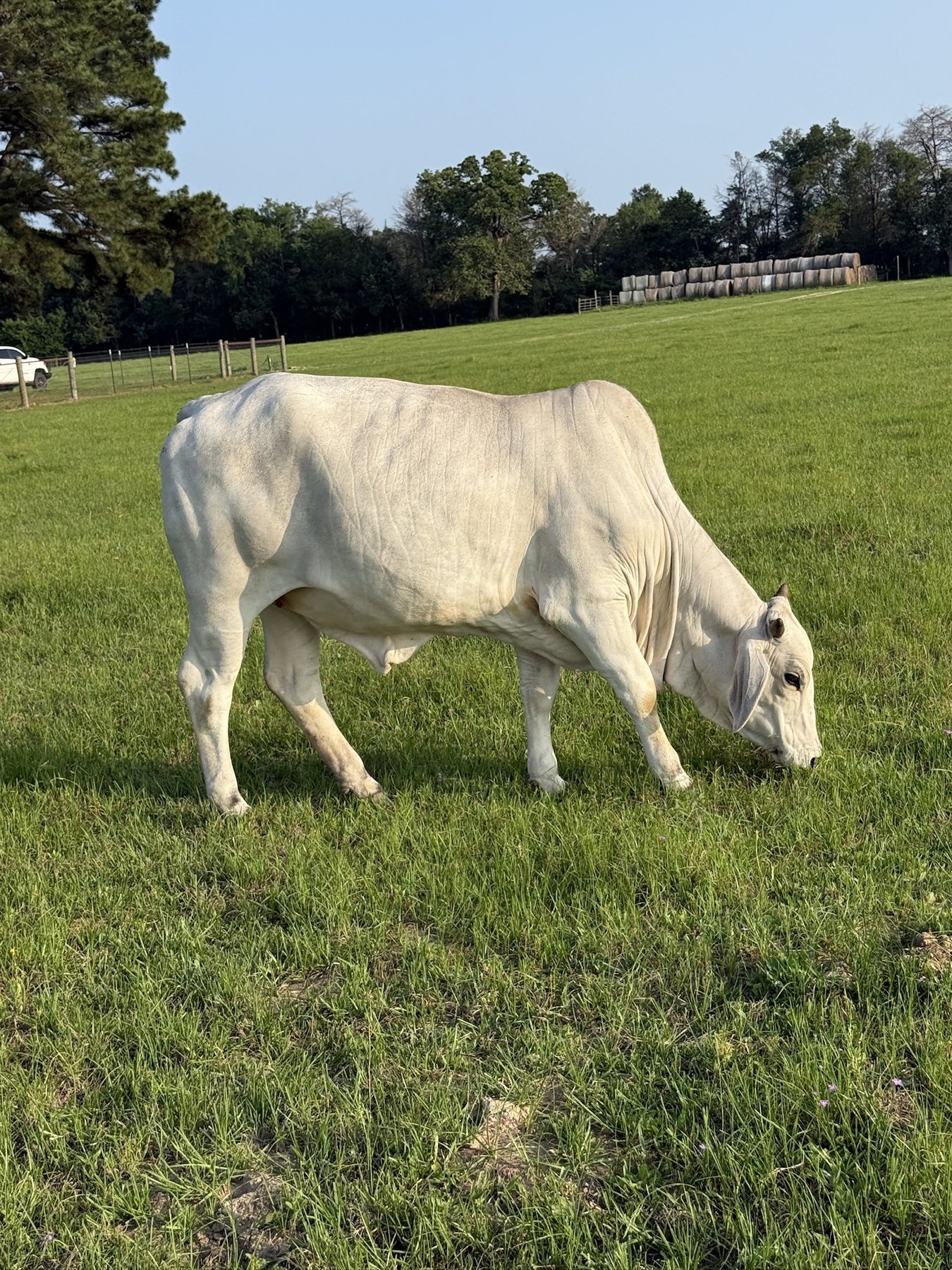 White Brahman, tag 24, grazing