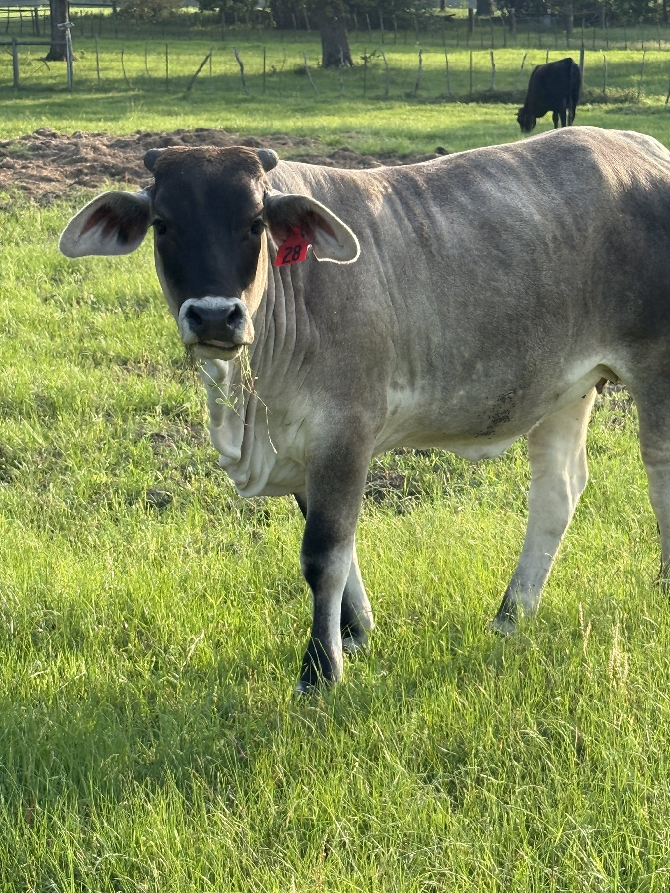Gray cow, tag 28