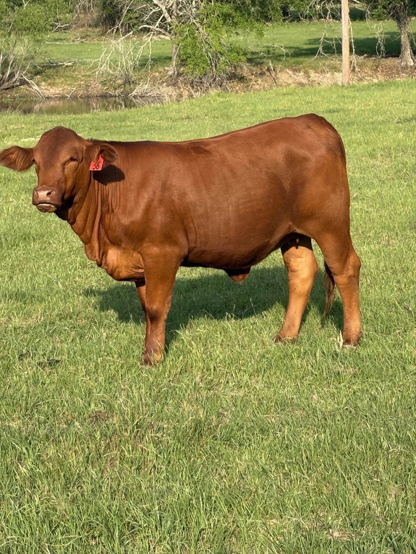 Red heifer, tag 36, standing in pasture