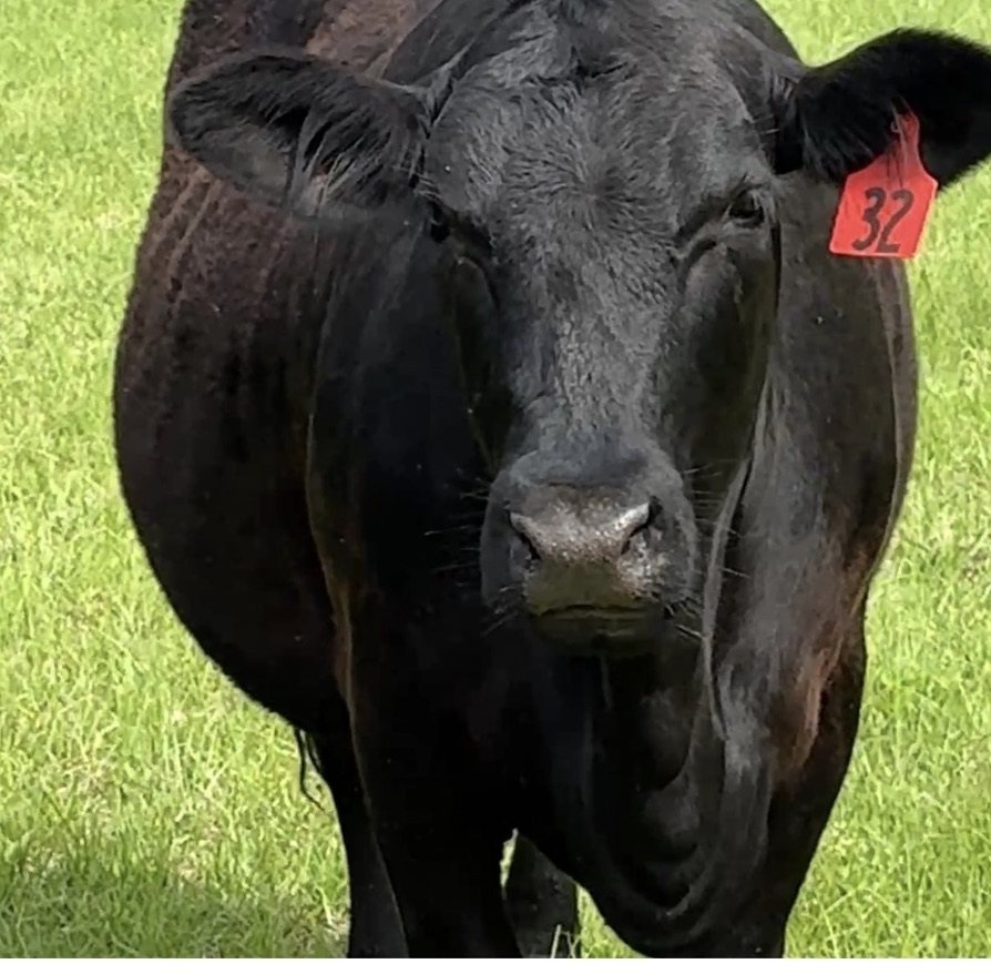 Black cow, tag 32, close up