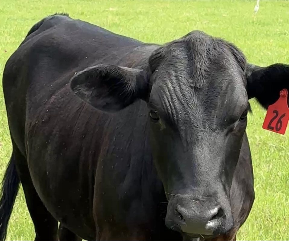 Black cow, tag 26, close up