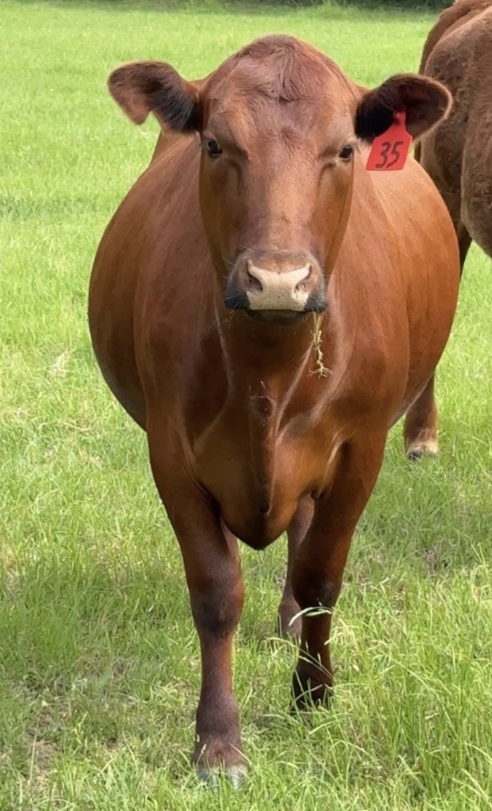 Red cow, tag 35, facing the camera