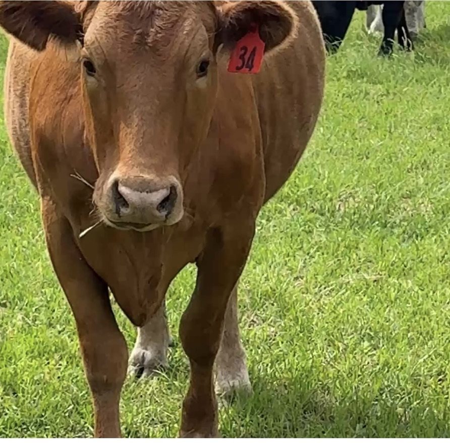 Red cow, tag 34, close up