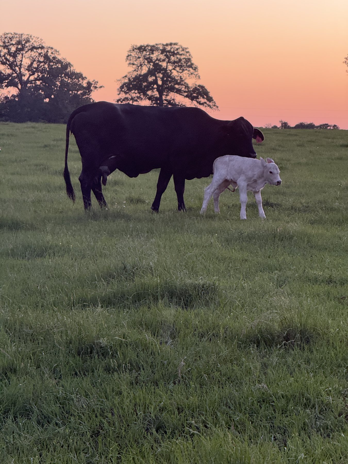 Cow and calf grazing at sundown on the ranch
