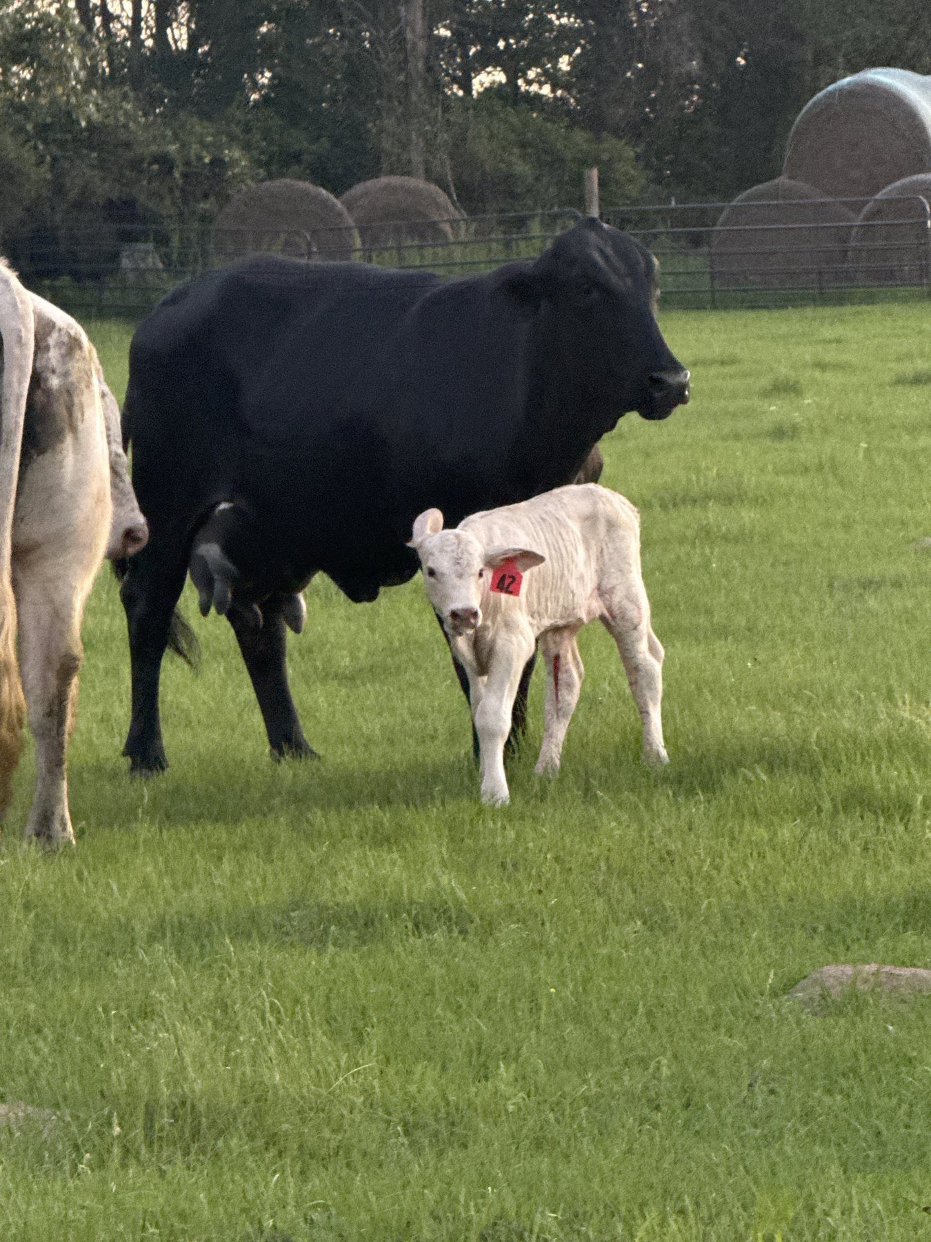 White calf, tag 42, beside its black mother