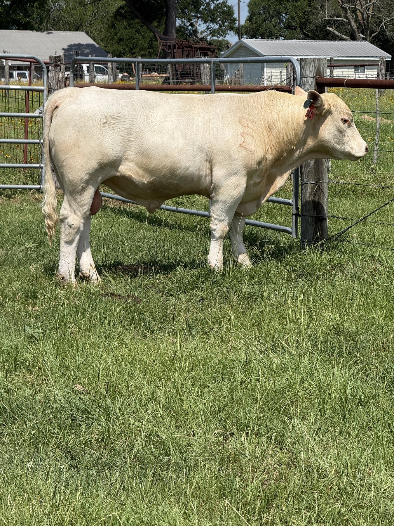 Bull Tango in the pen
