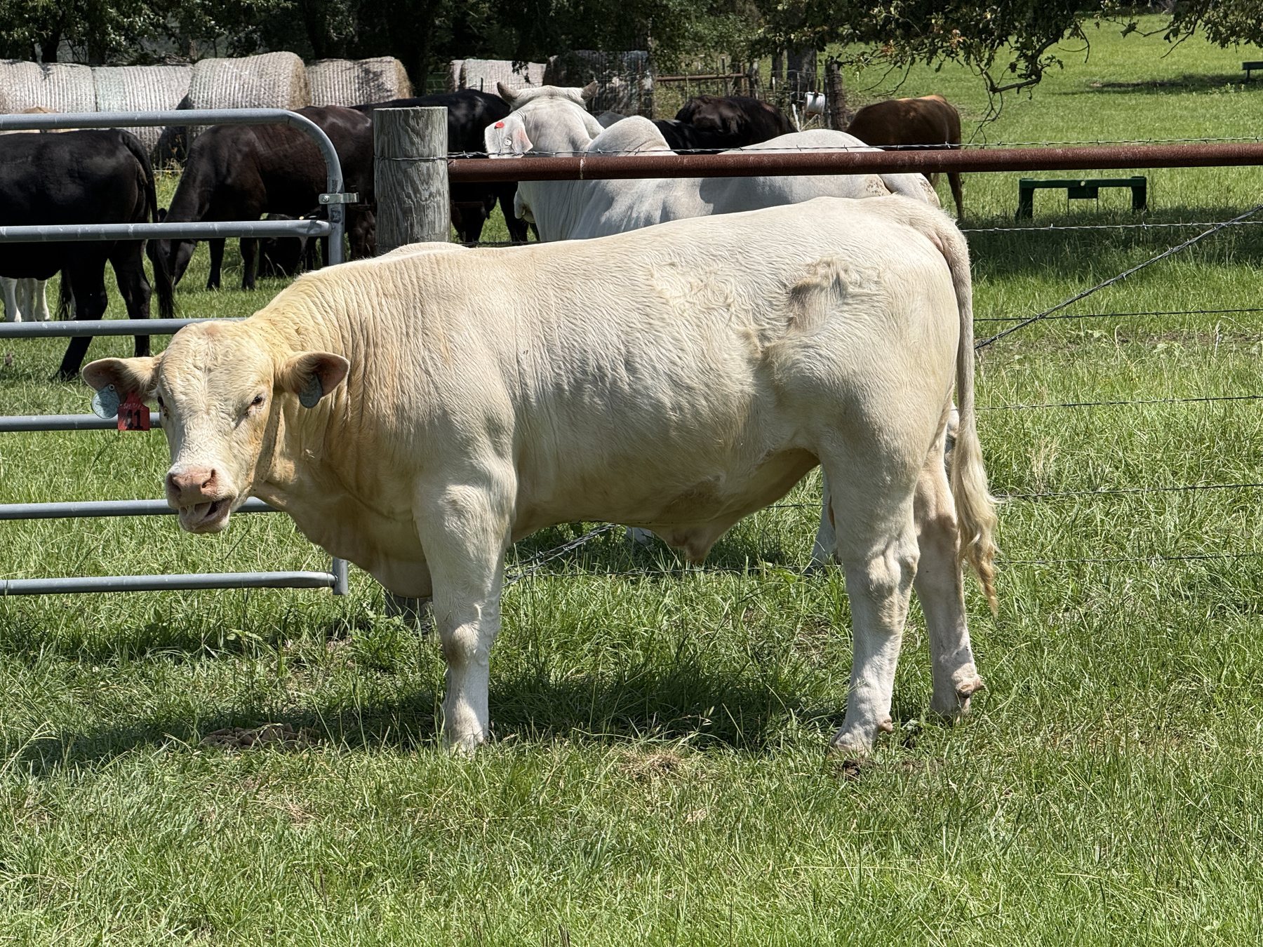 Bull Tango, WCR Sir Mentor 561 P, in the pen