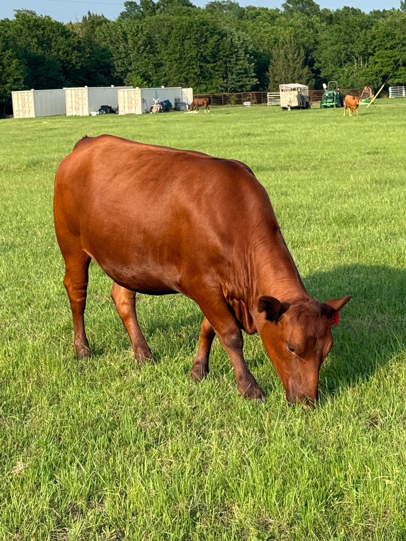 Red Angus cow