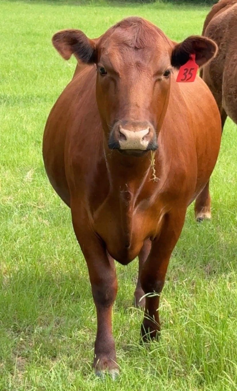 Red Angus cow on Sharpe Diamond pasture
