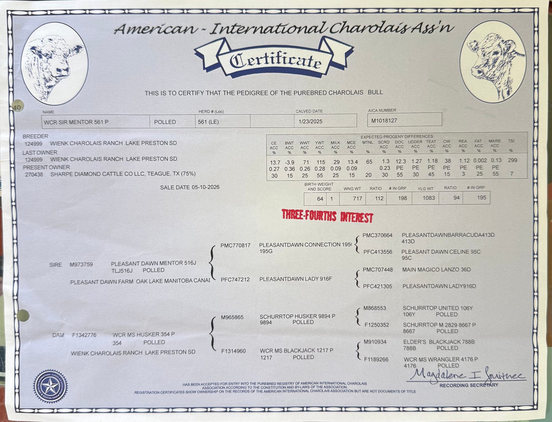 AICA pedigree certificate for Tango