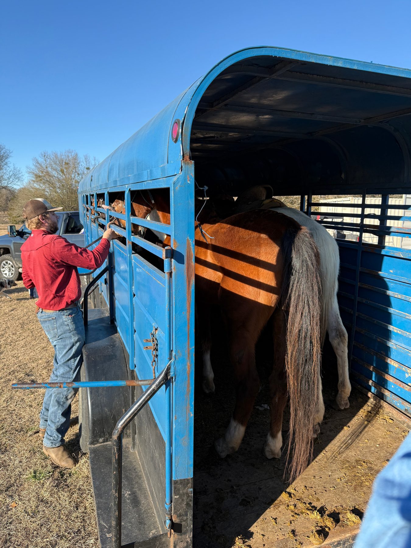 Horse being unloaded from a blue trailer