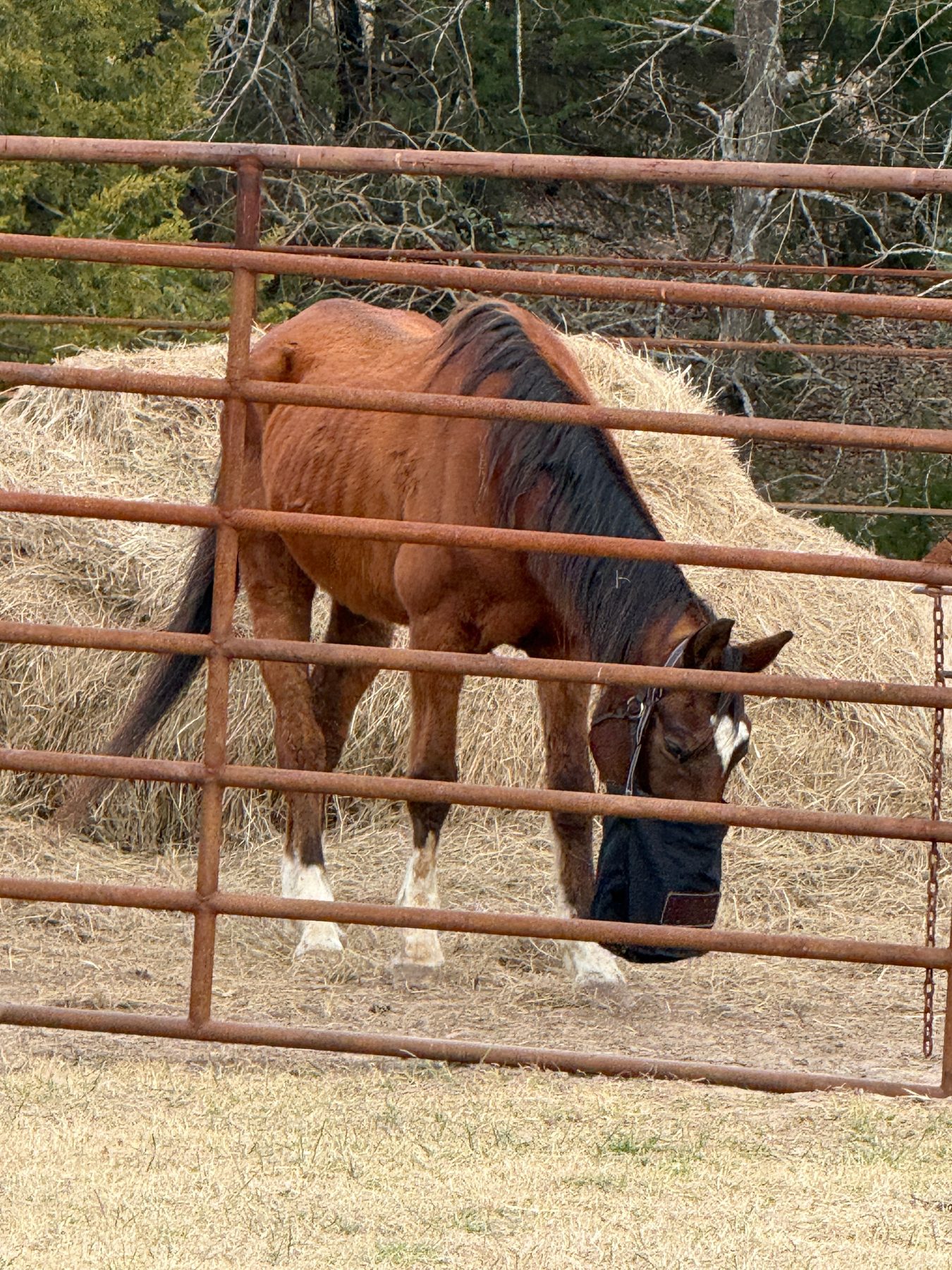 Horse receiving care in the barn
