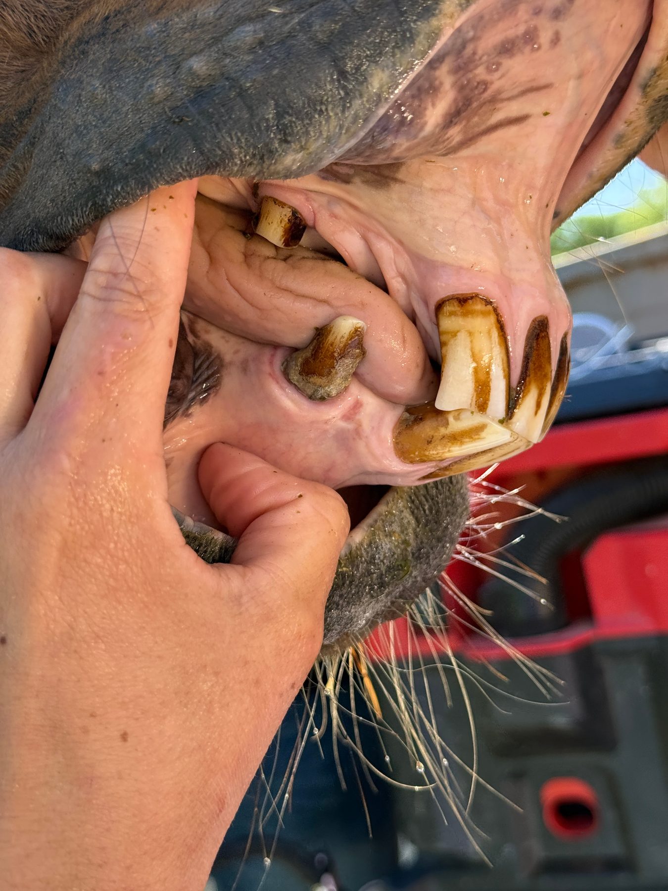 Veterinarian performing a dental exam on a horse