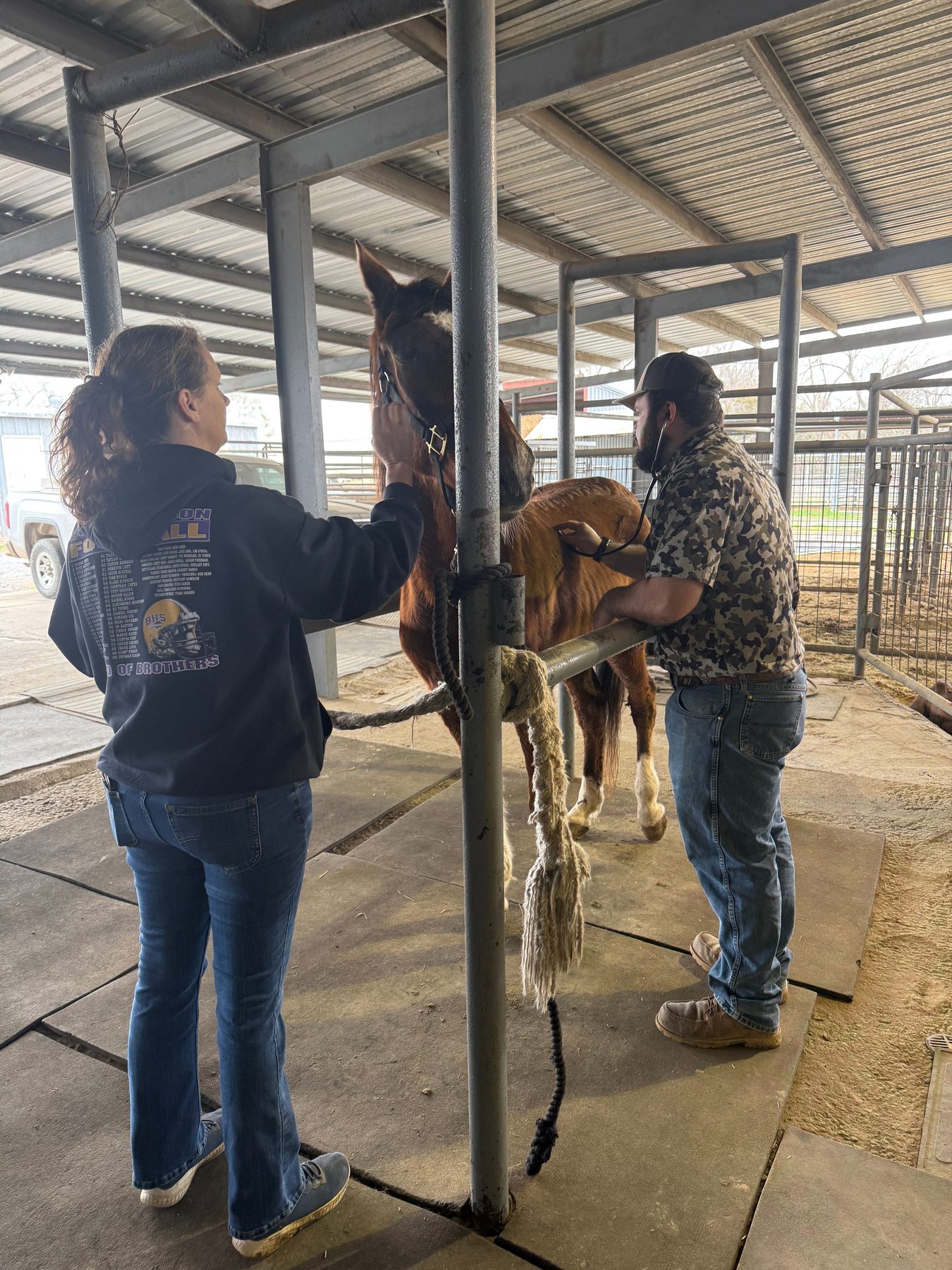 Tending to a horse at the sanctuary