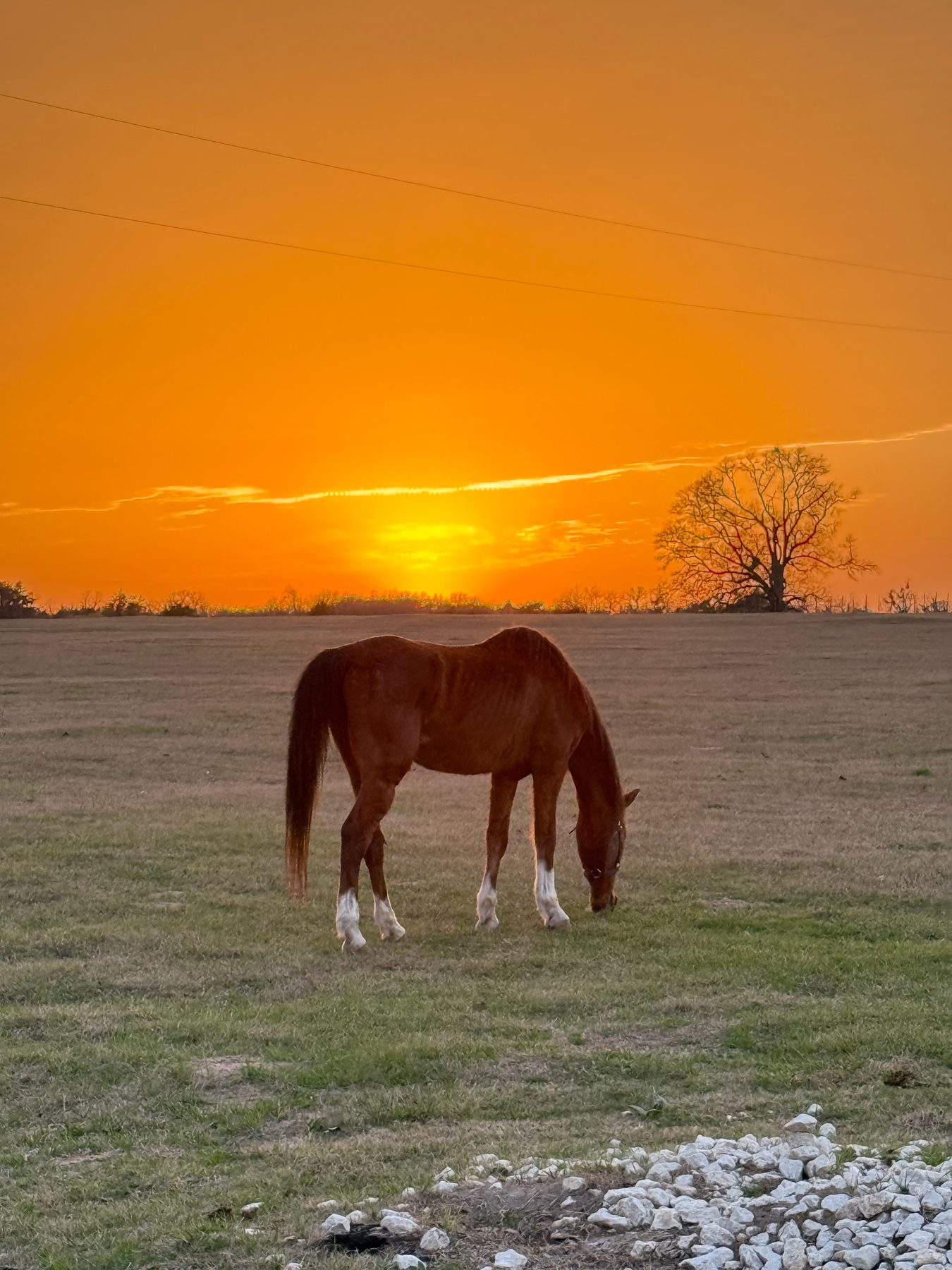 Horse silhouetted against a golden Texas sunset