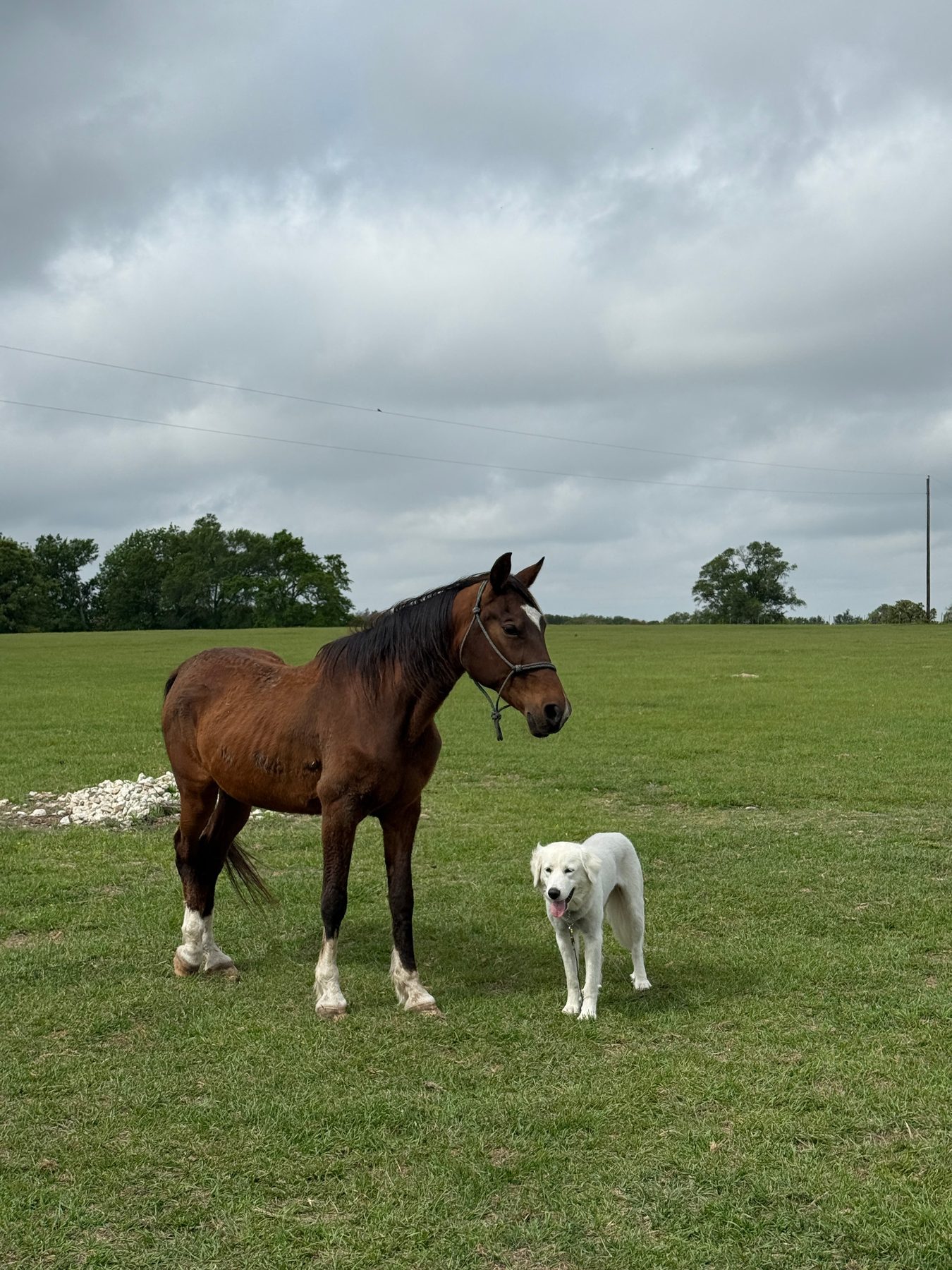 Bay horse and white dog together in the pasture