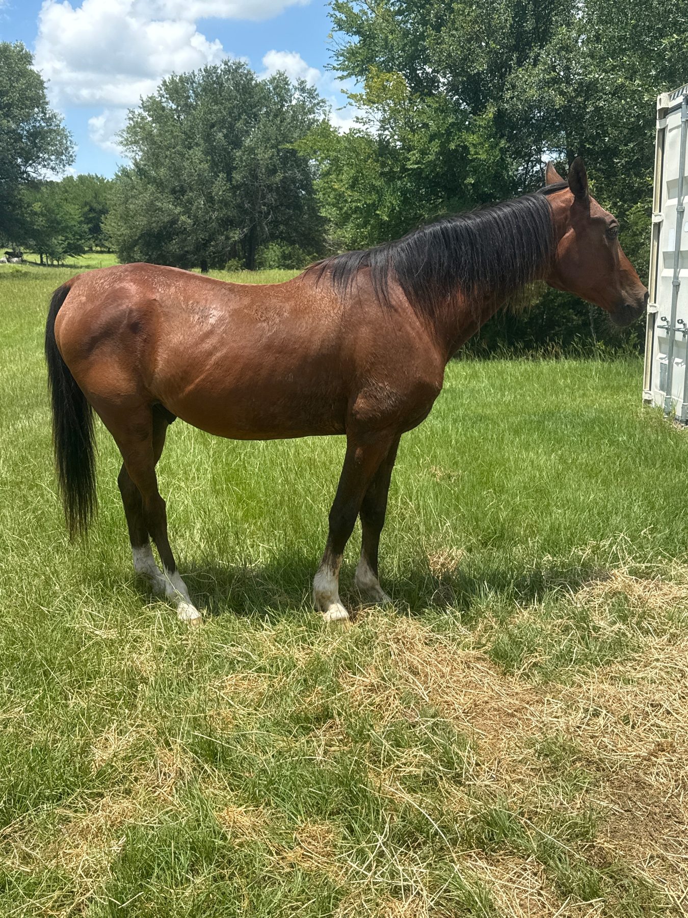 Bay horse grazing in summer pasture