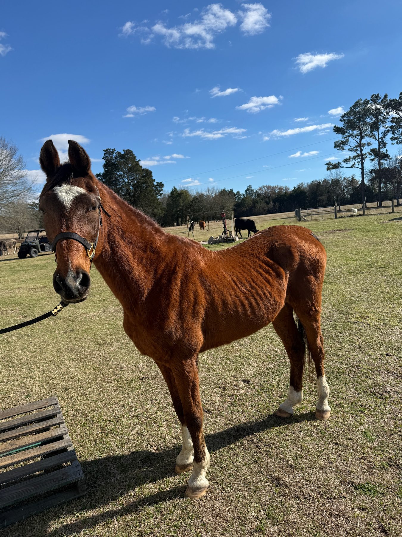 Chestnut horse with white blaze in open pasture