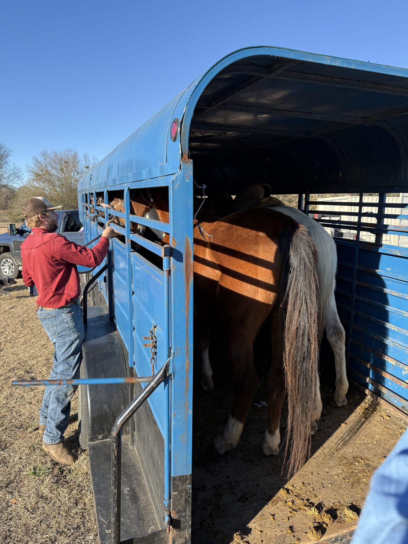 Scruffy being unloaded from a blue trailer on arrival day