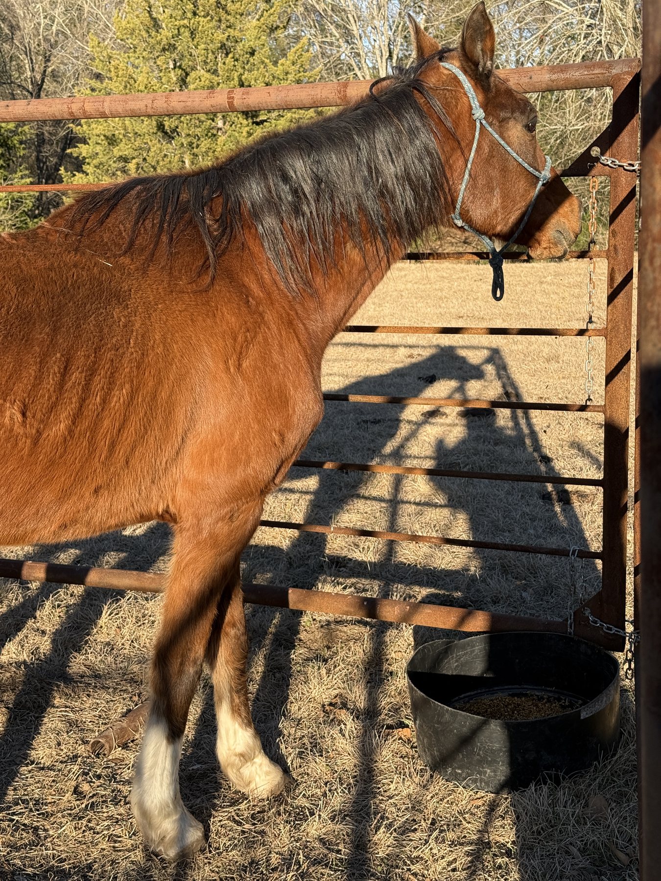 Scruffy on arrival, thin with ribs showing