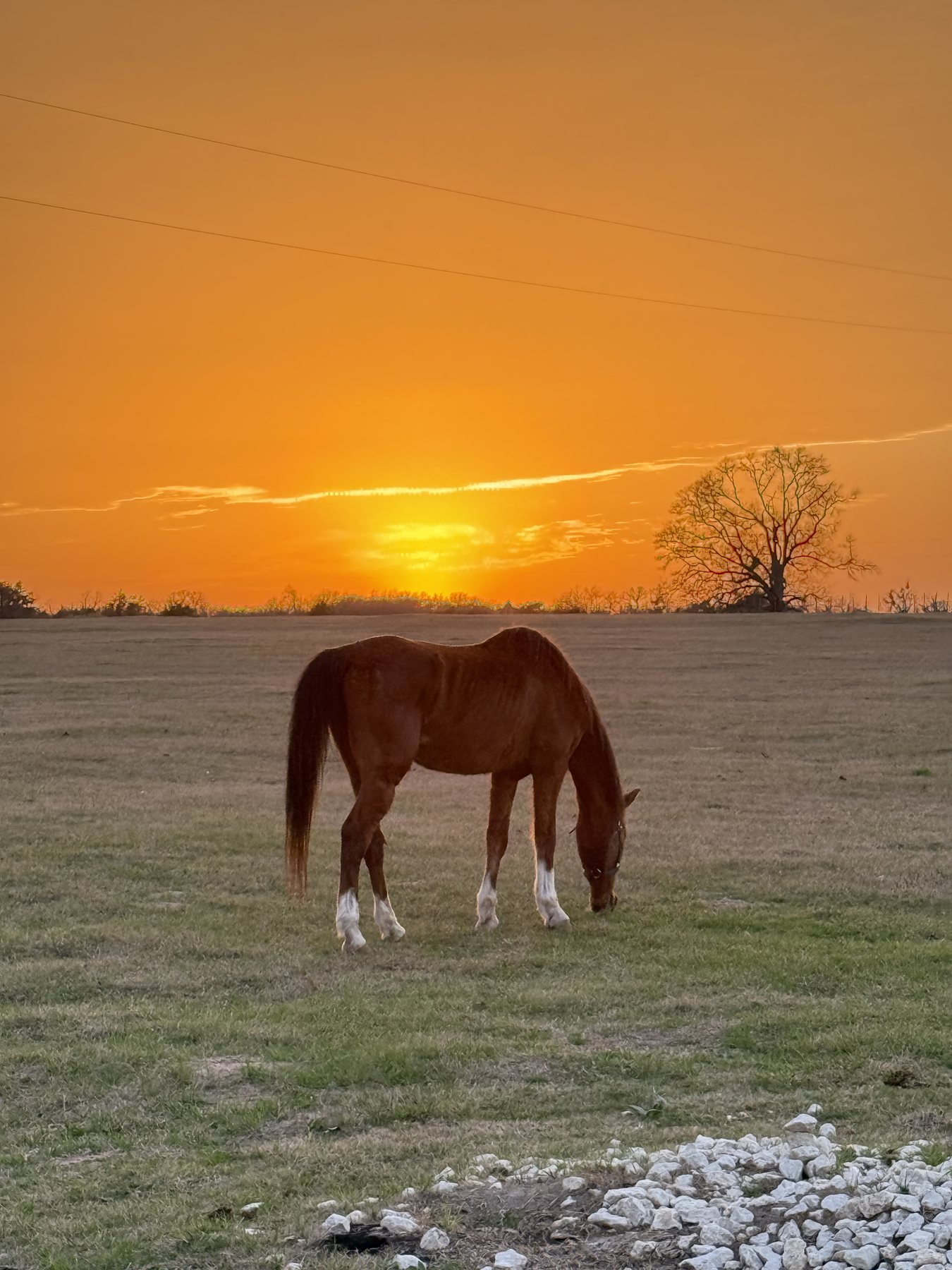 Scruffy grazing at sunset
