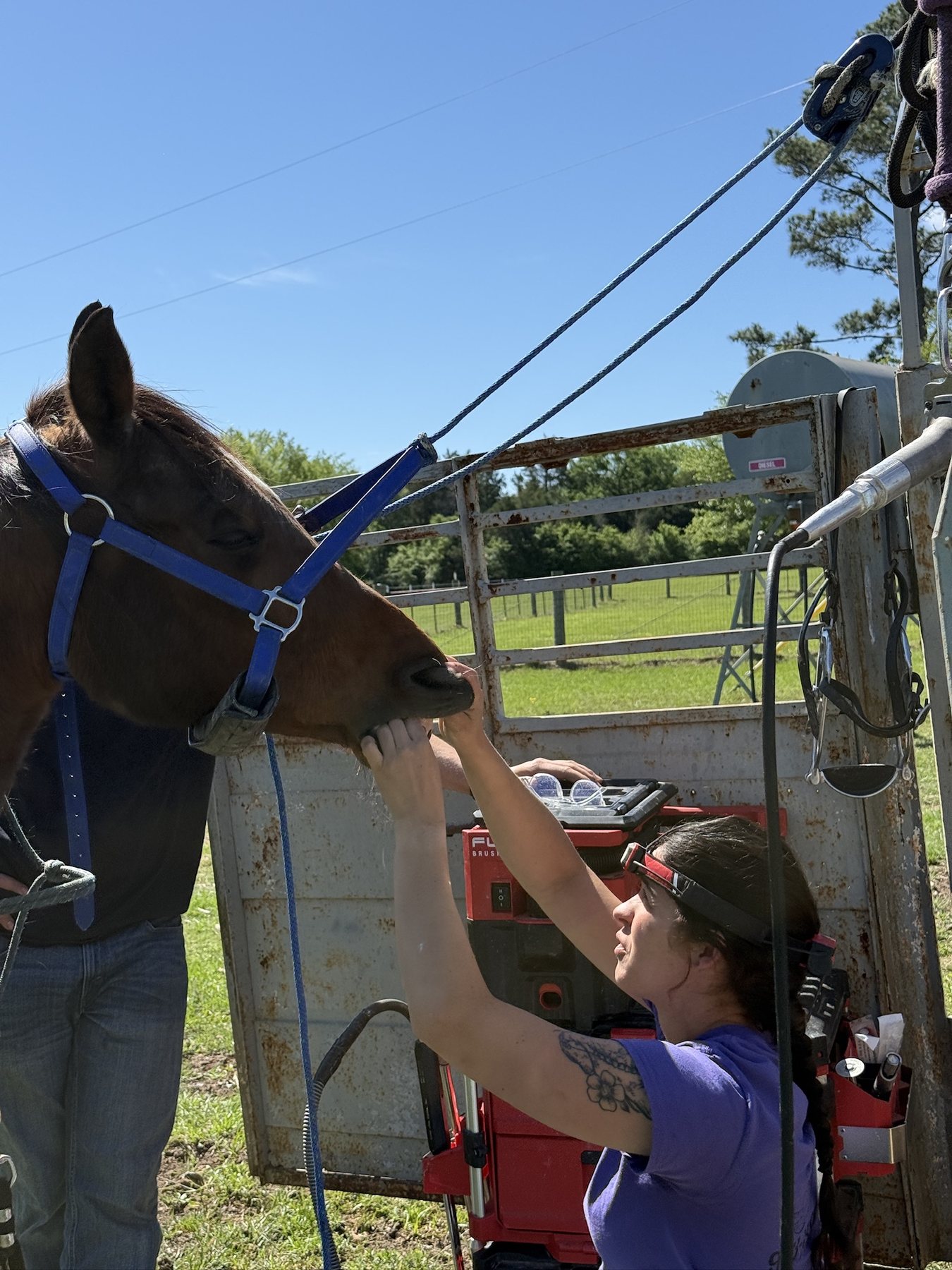Scruffy getting dental work from an equine dentist