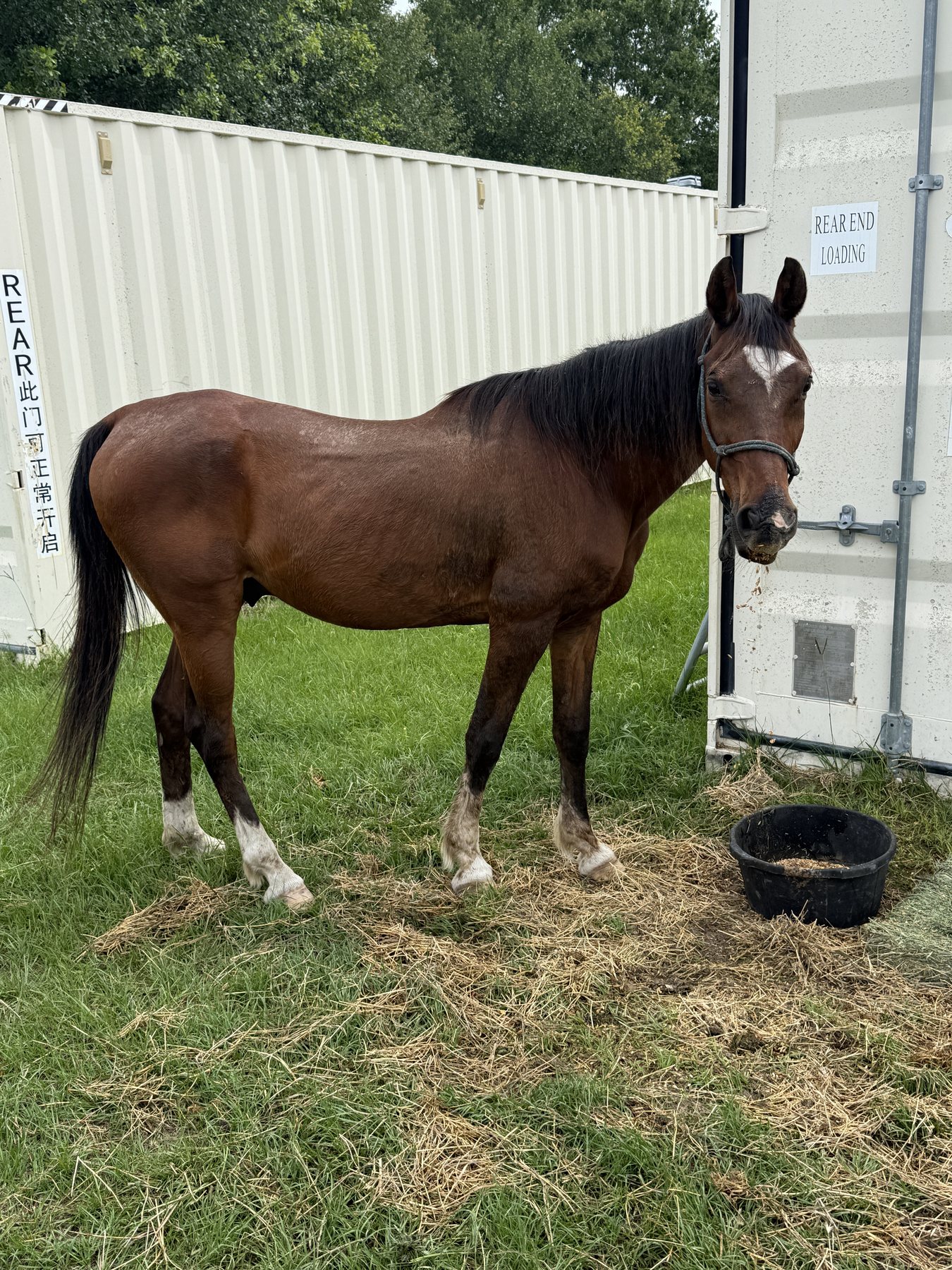 Scruffy in May, filled out and settled in