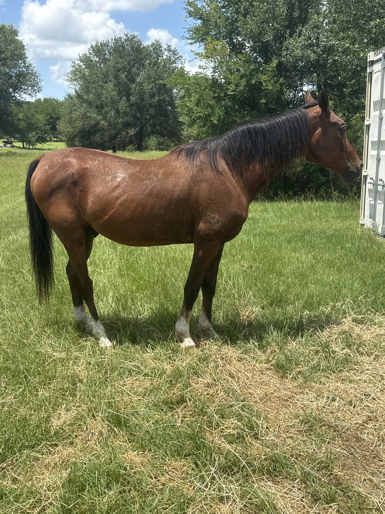Scruffy in June at a healthy weight with a shining coat