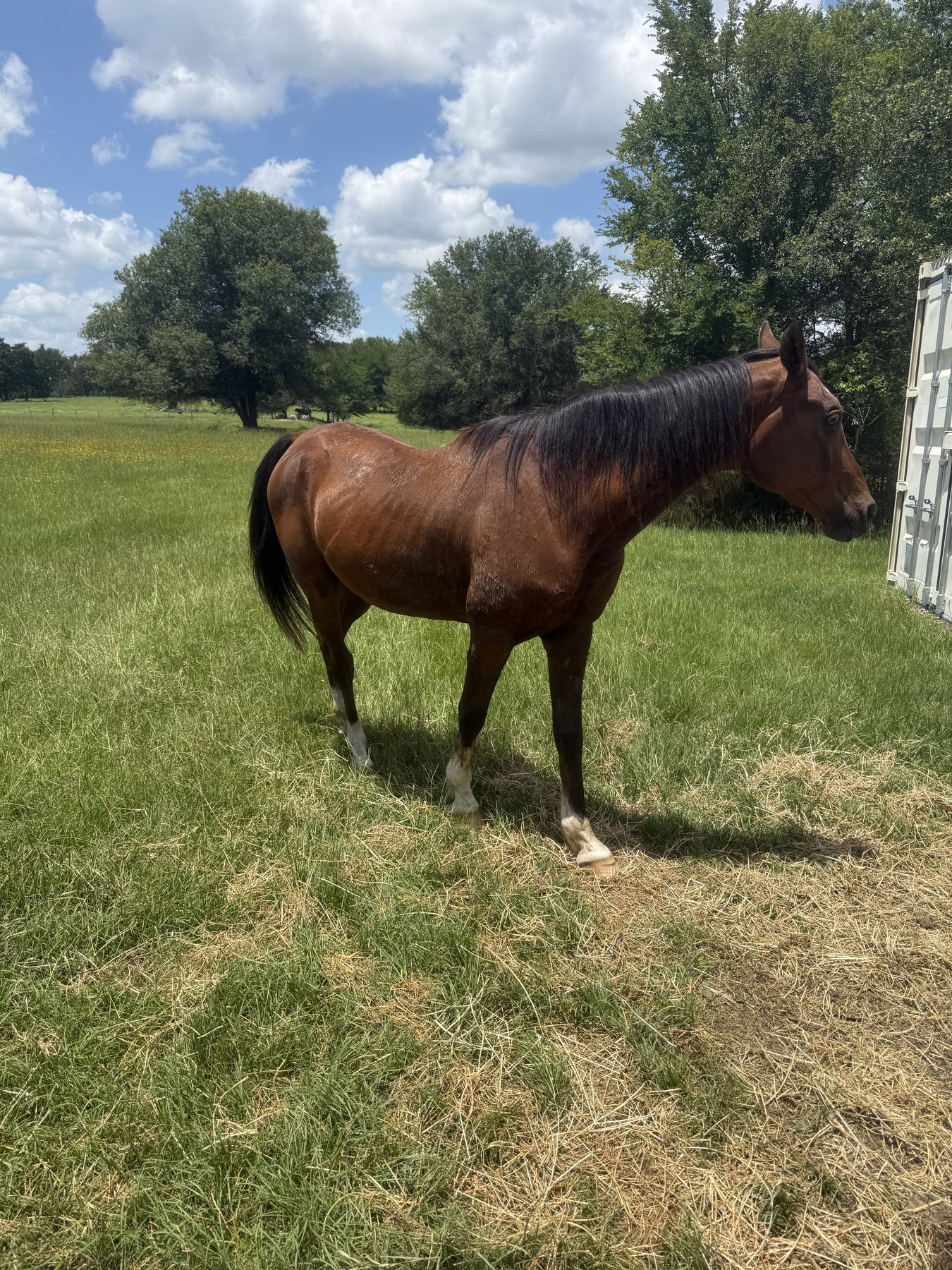 Scruffy standing in green summer pasture